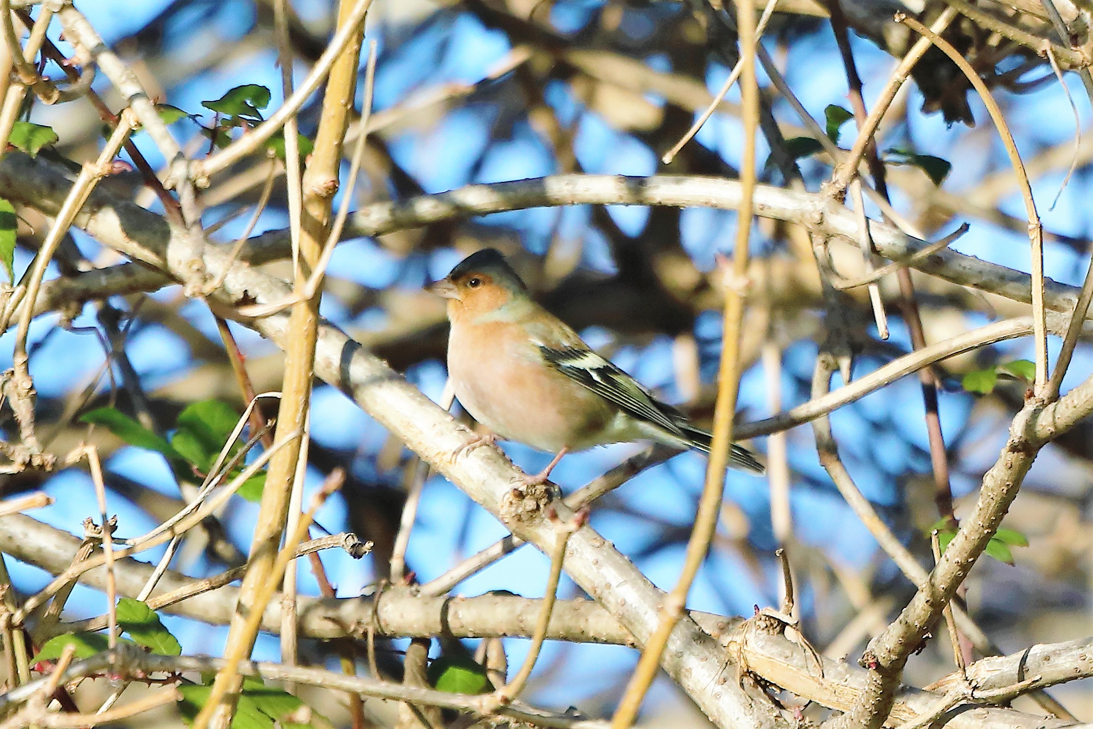 Chaffinch