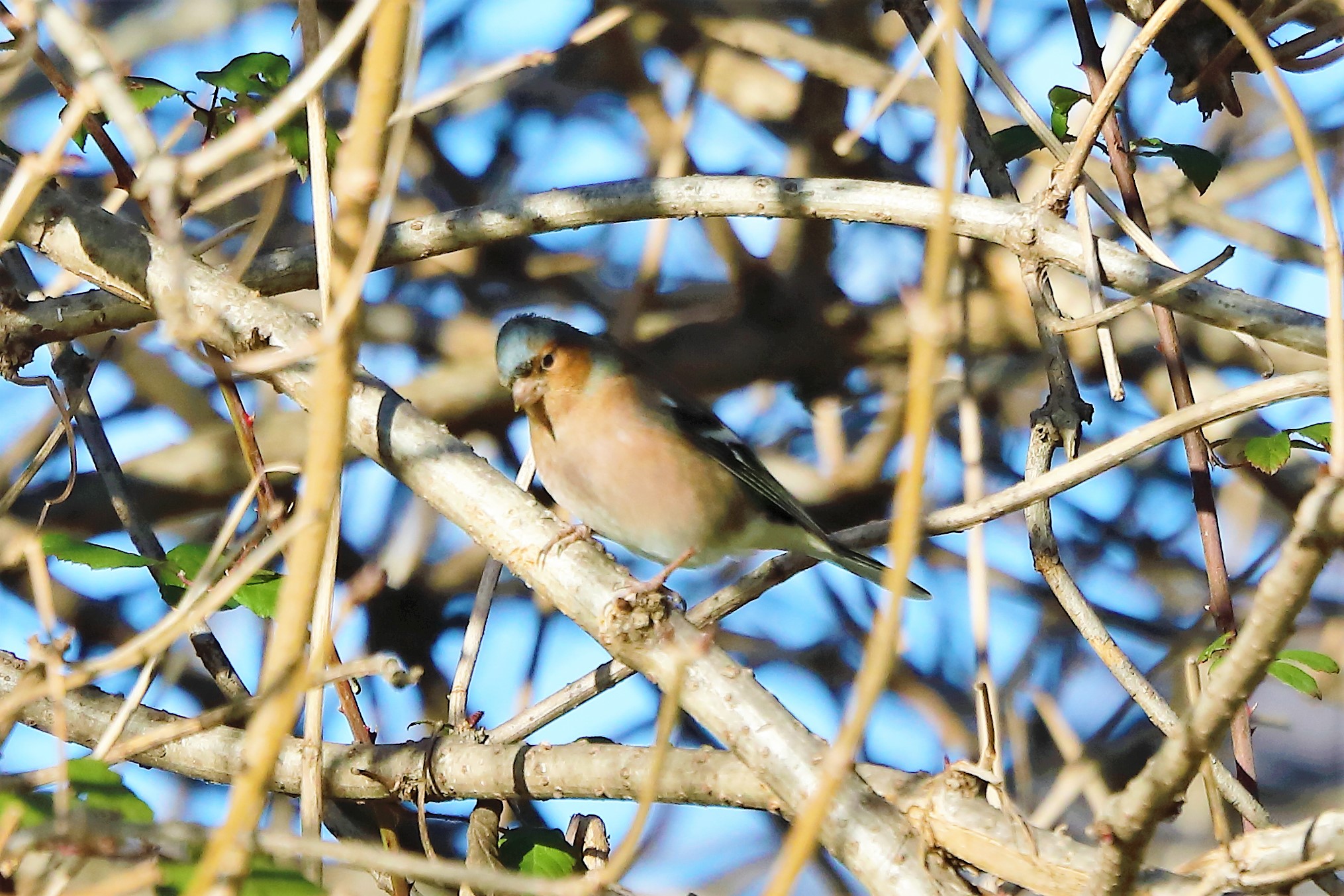 Chaffinch