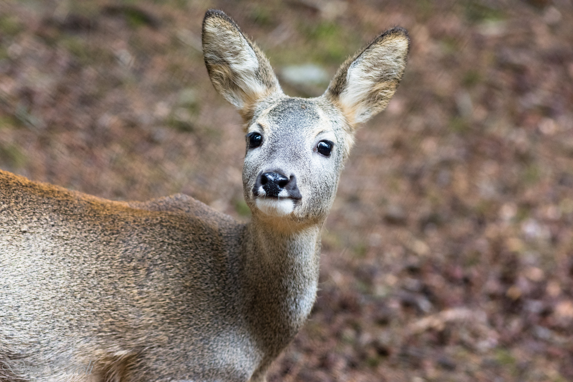 Roe deer