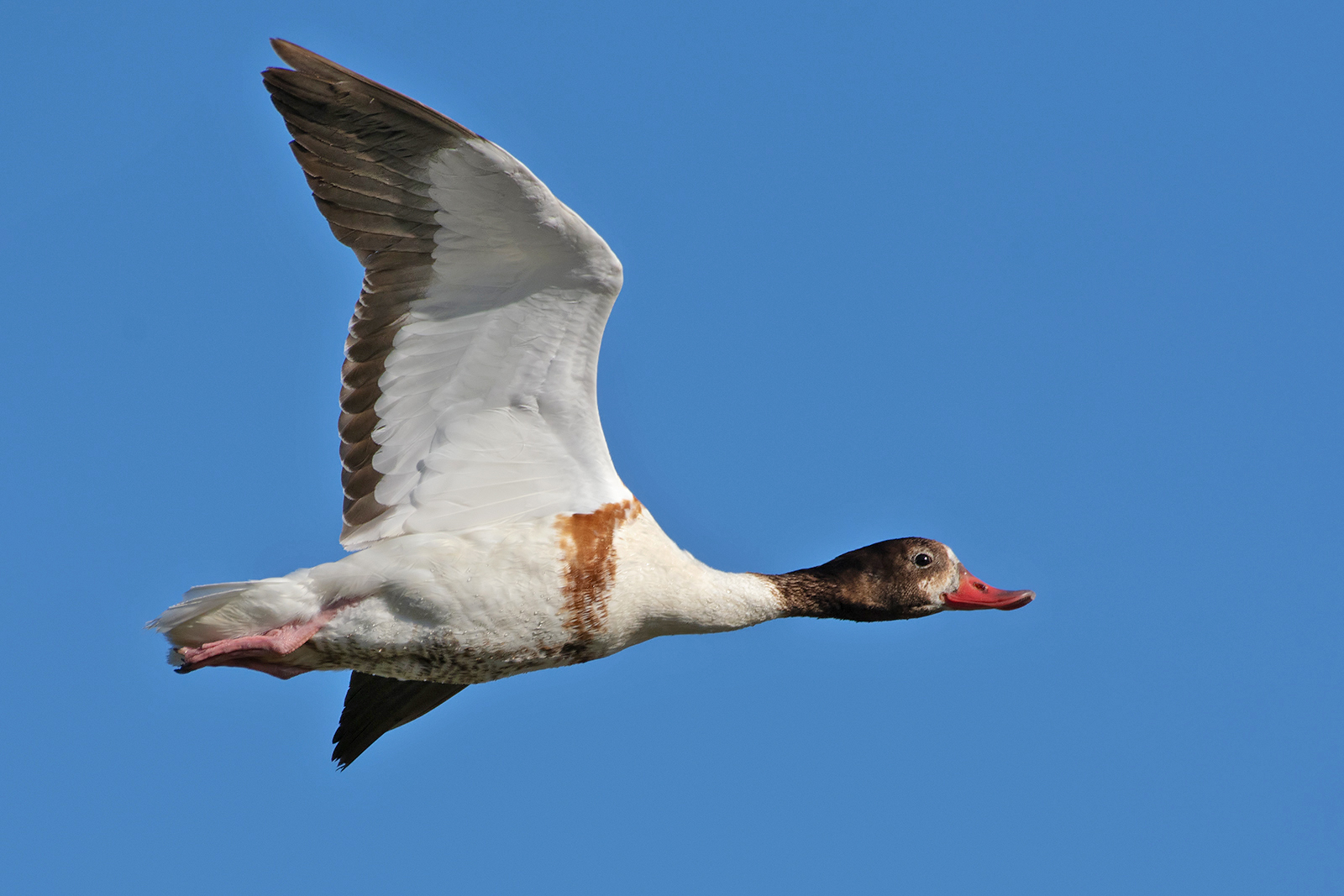 Common shelduck.