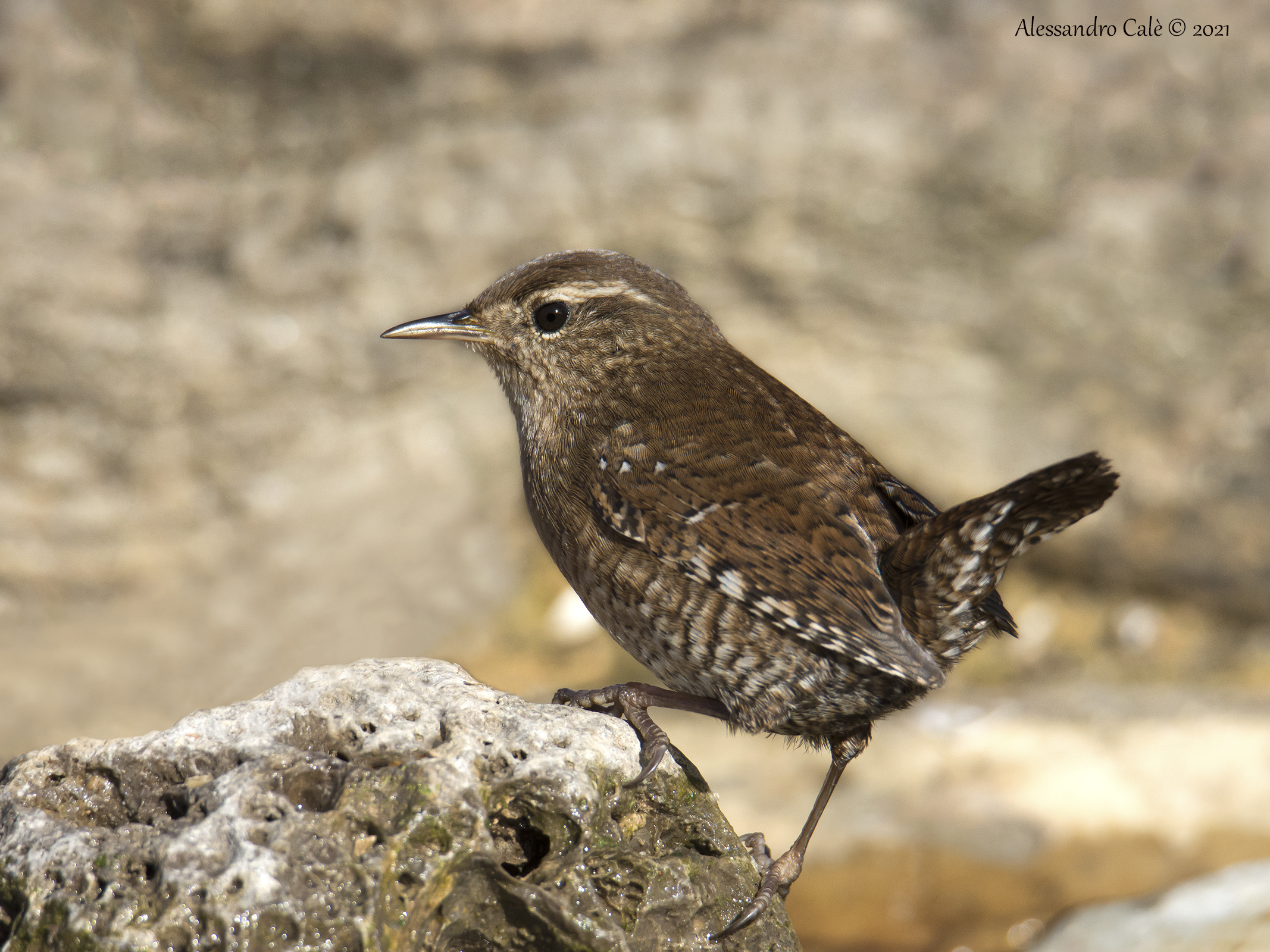 Troglodytes troglodytes (Scricciolo) 1419