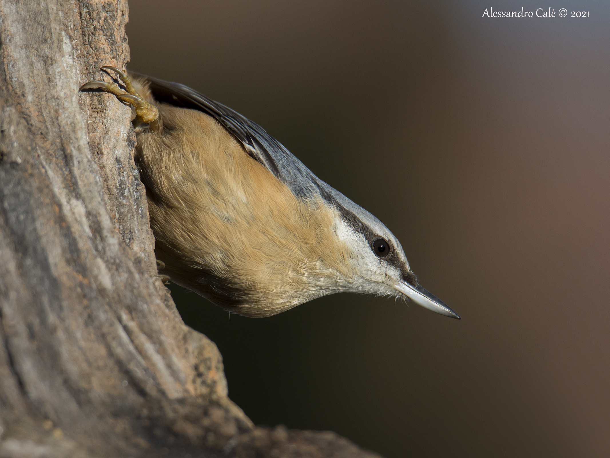 Sitta europea (Picchio muratore) 1389