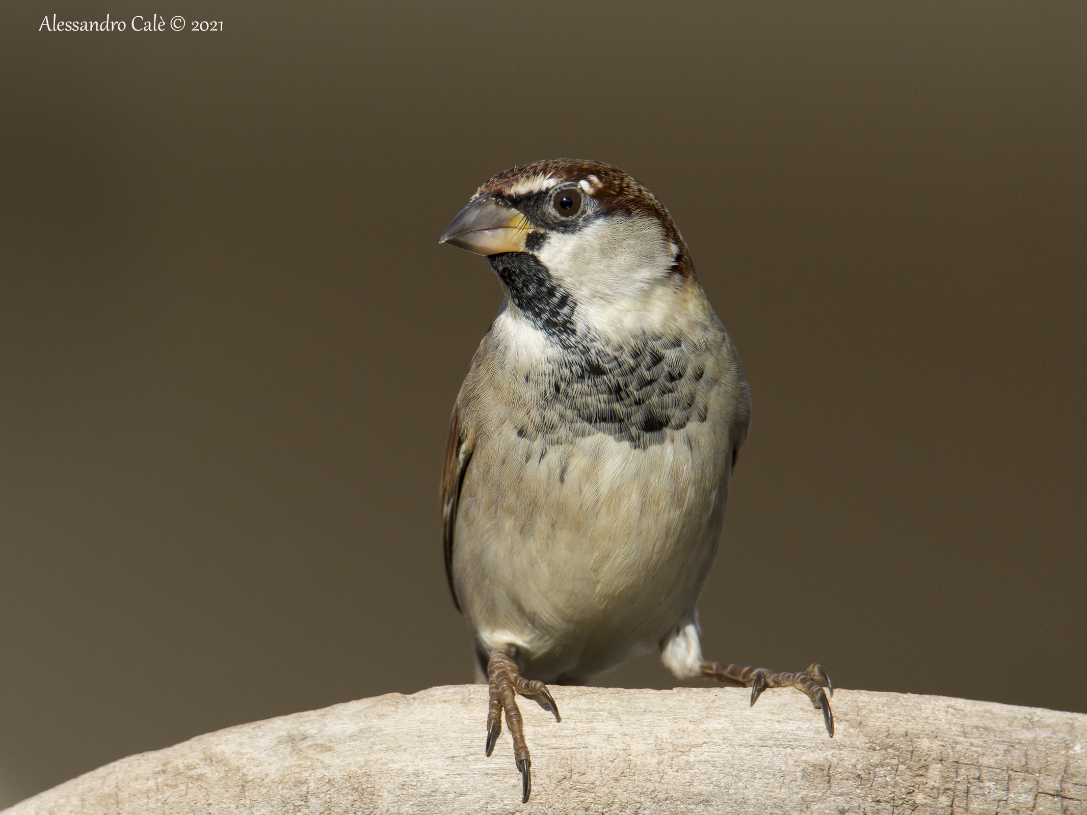 Passera domestica (Passer domesticus) 1519