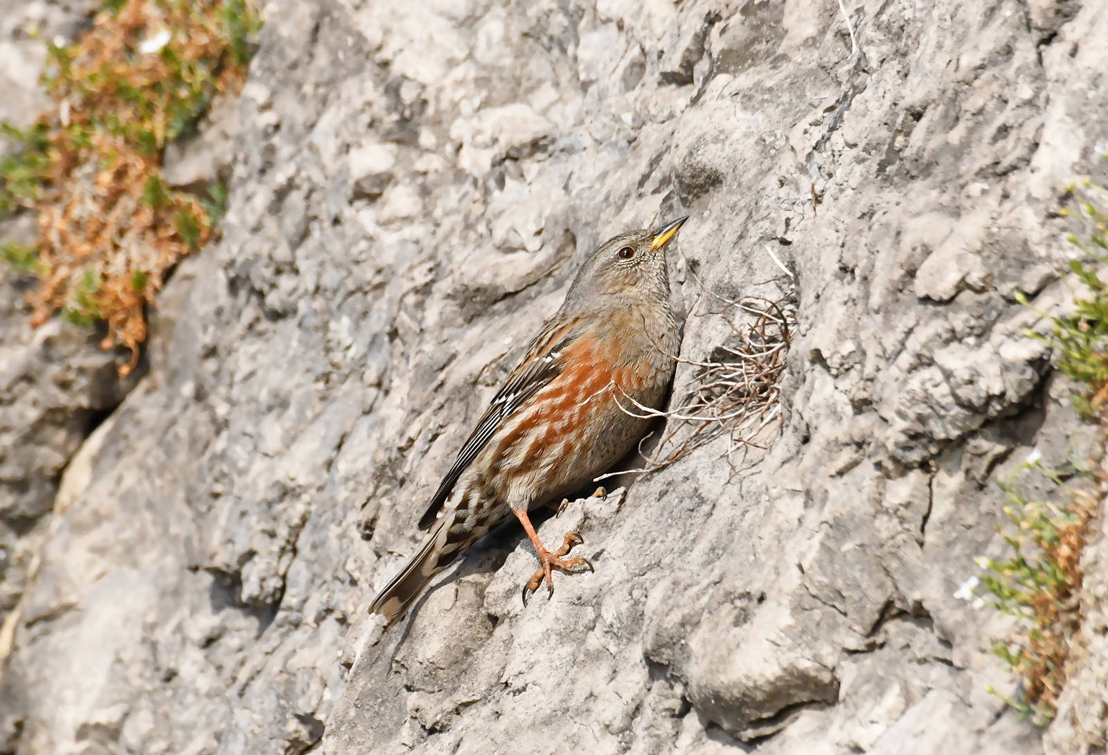 Alpine accentor