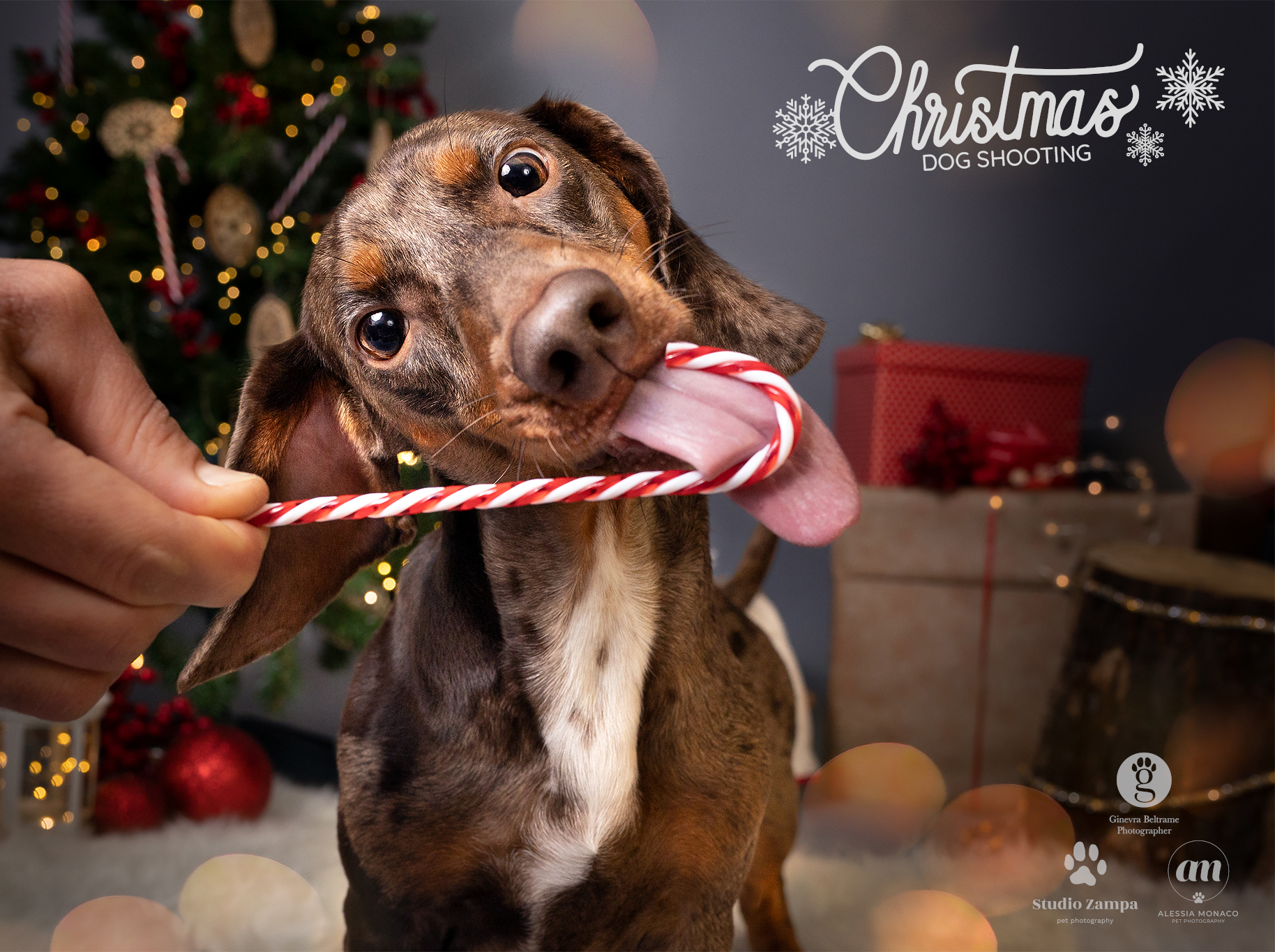 Give me my (fake) candy dog now!