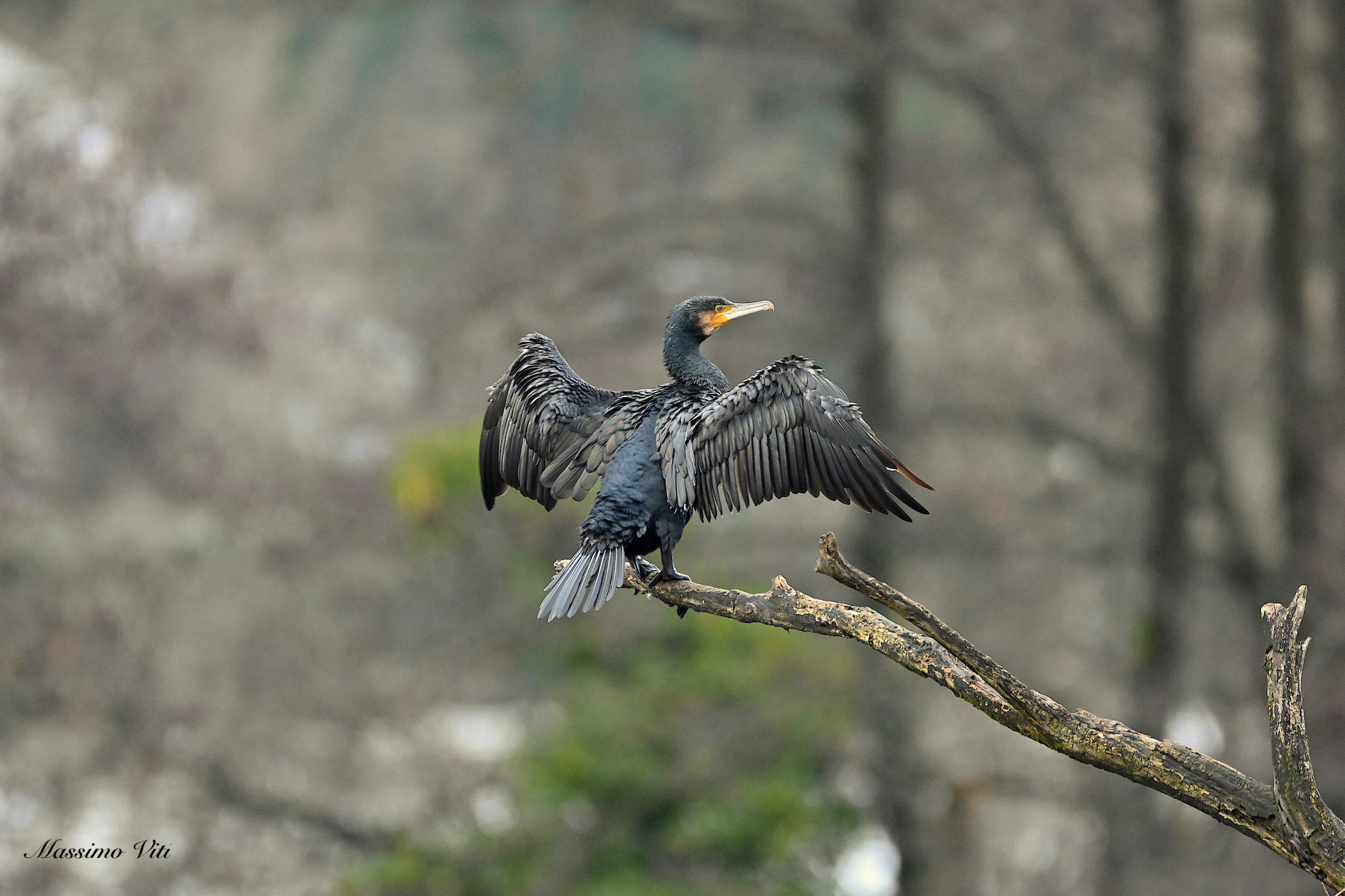 Cormorano