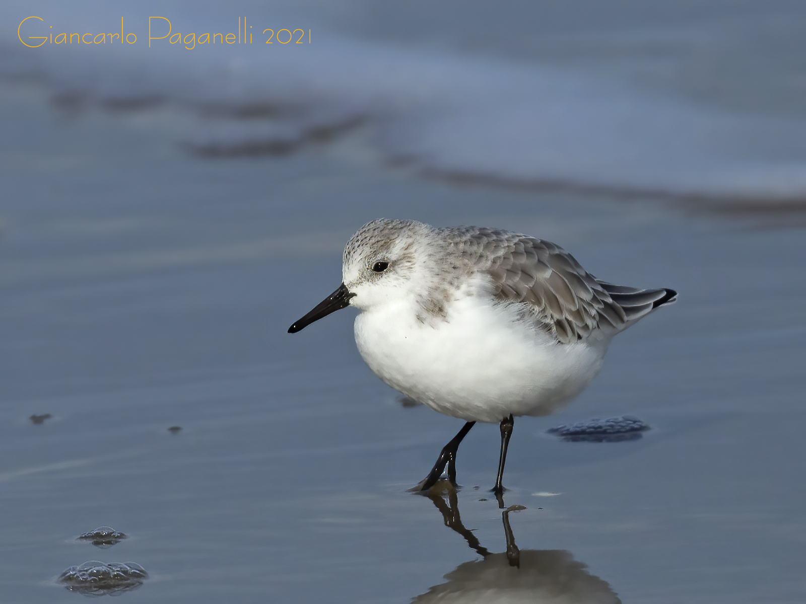 Piovanello tridattilo