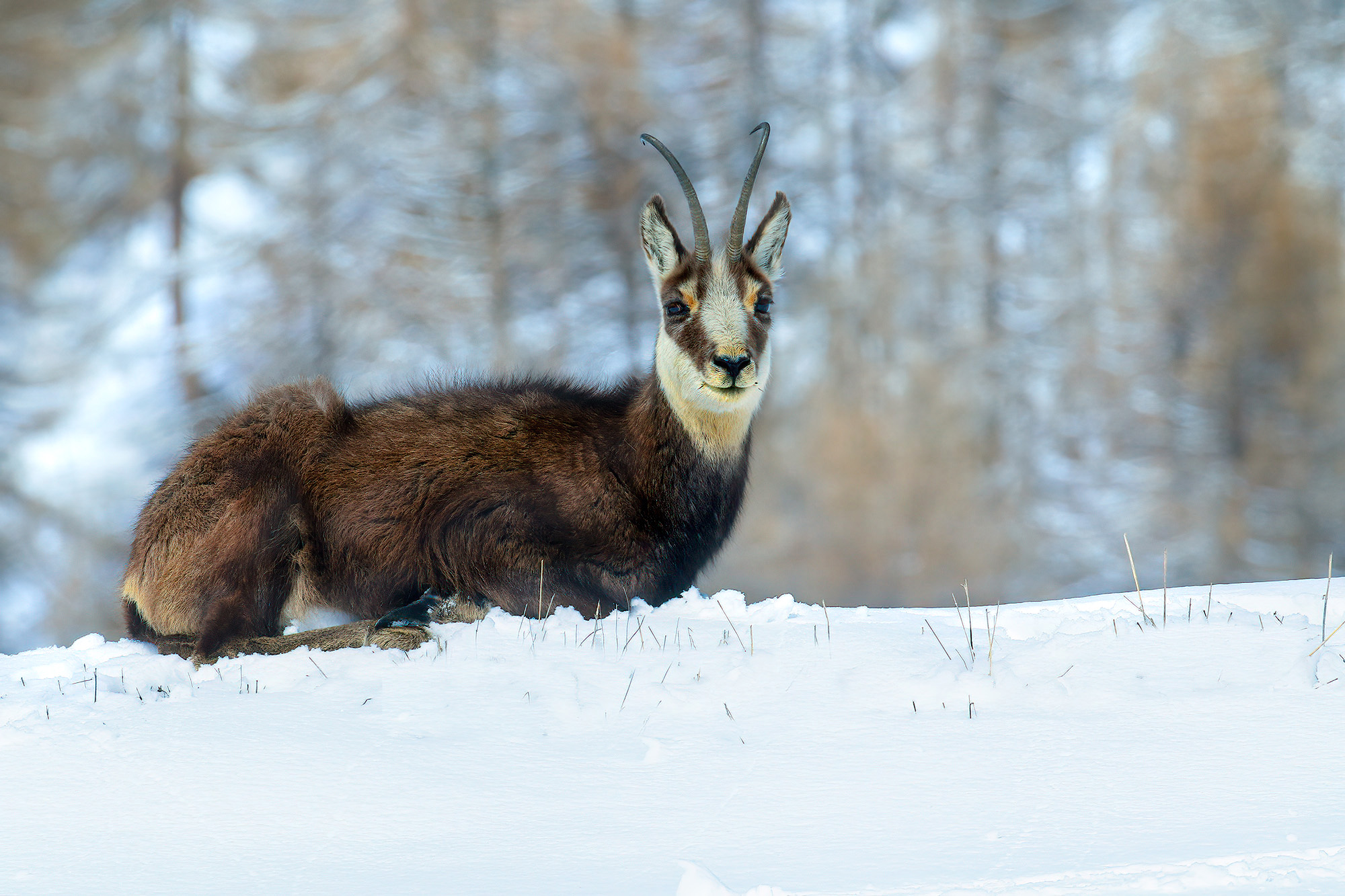 il riposo del camoscio