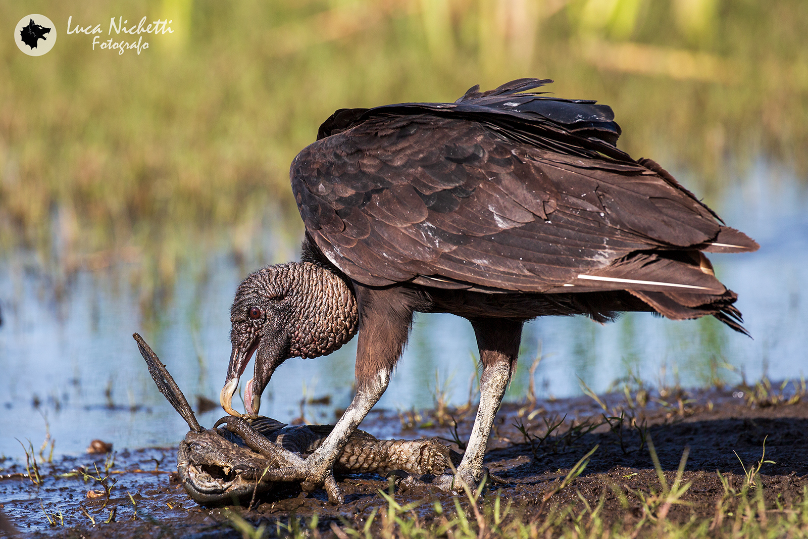 The dinner of the black vulture