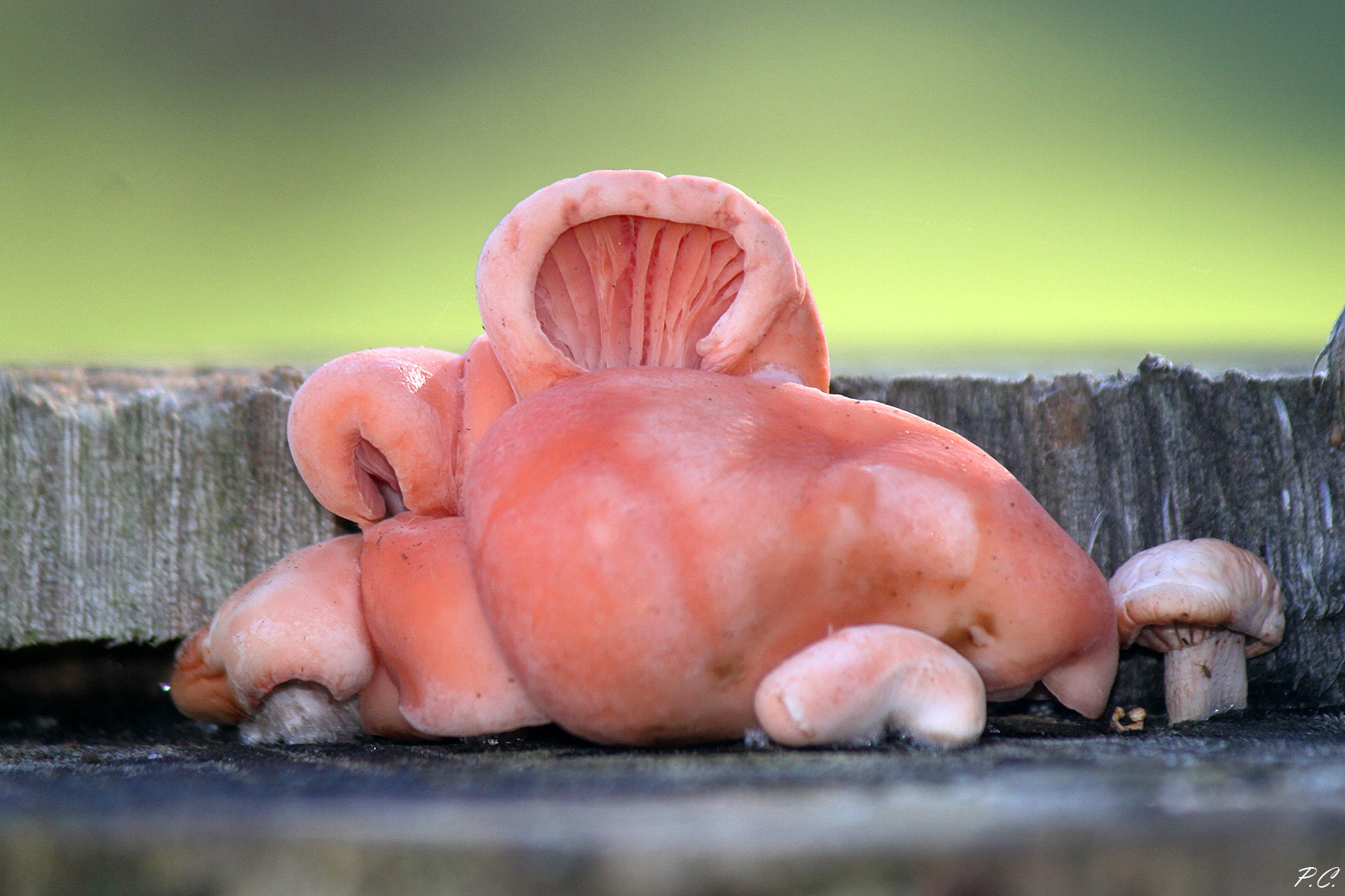 c' era una volta un fungo rosa......