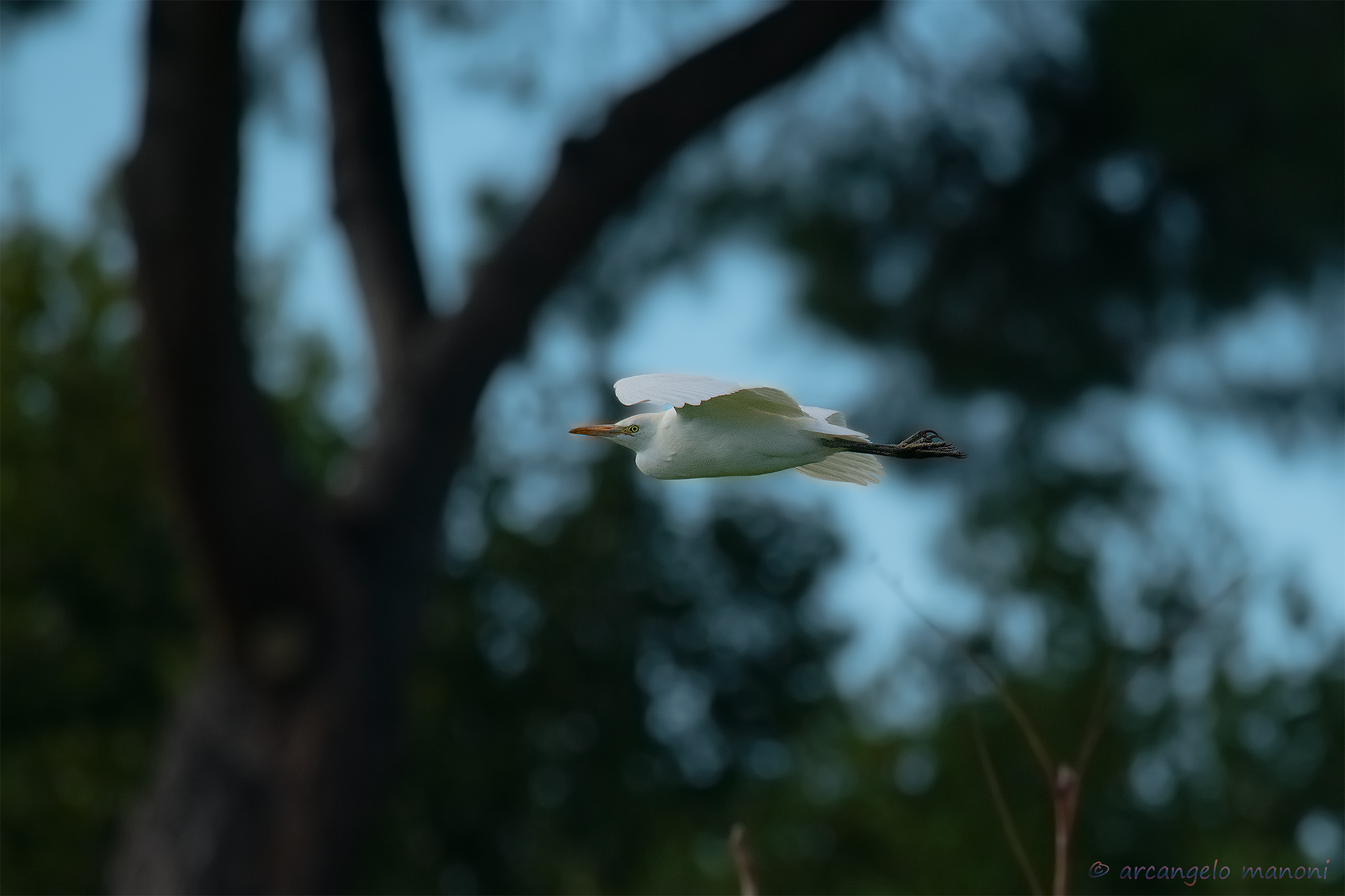 Heron among the plants