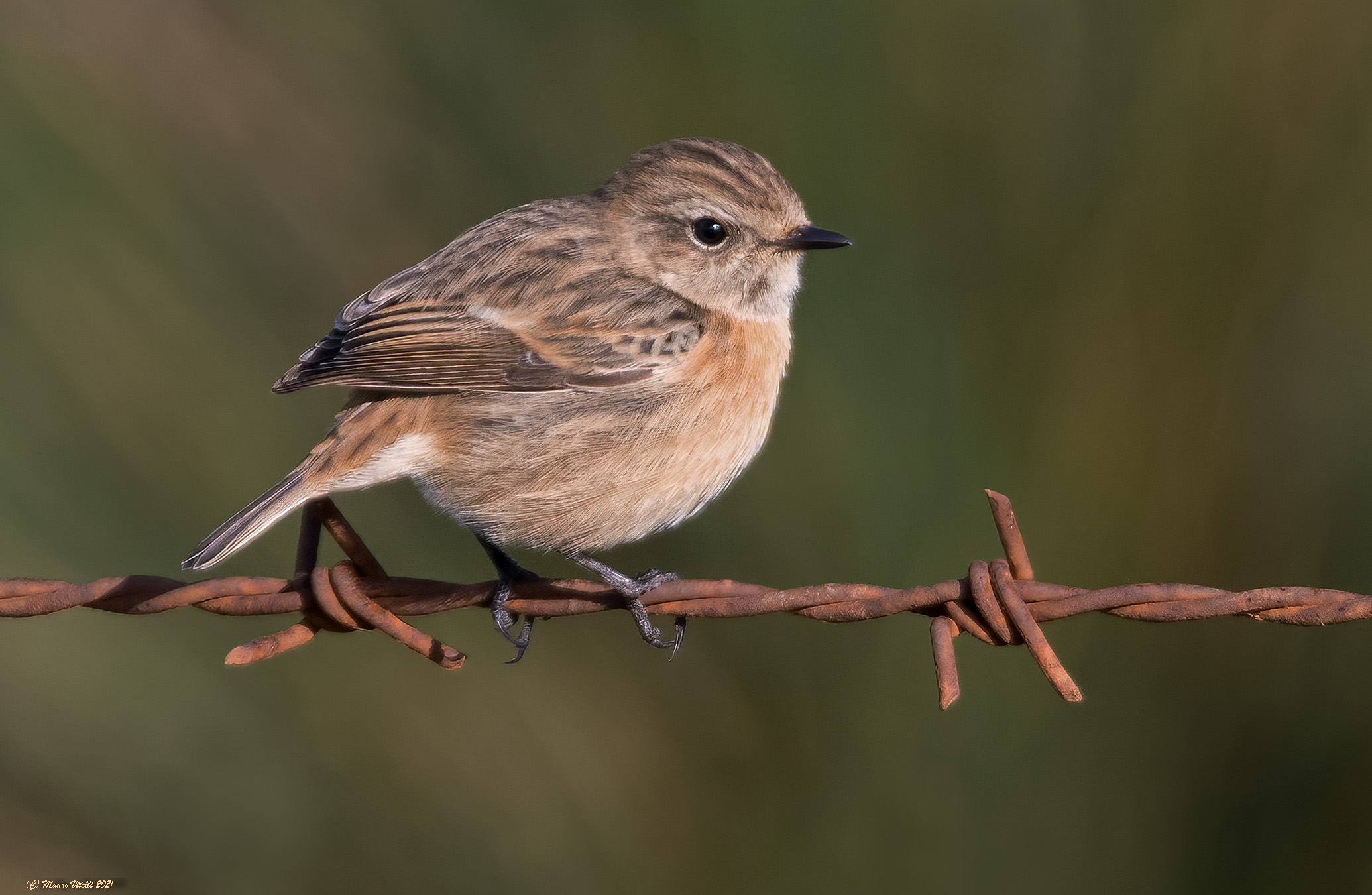 Saltimpalo (Saxicola torquatus) female