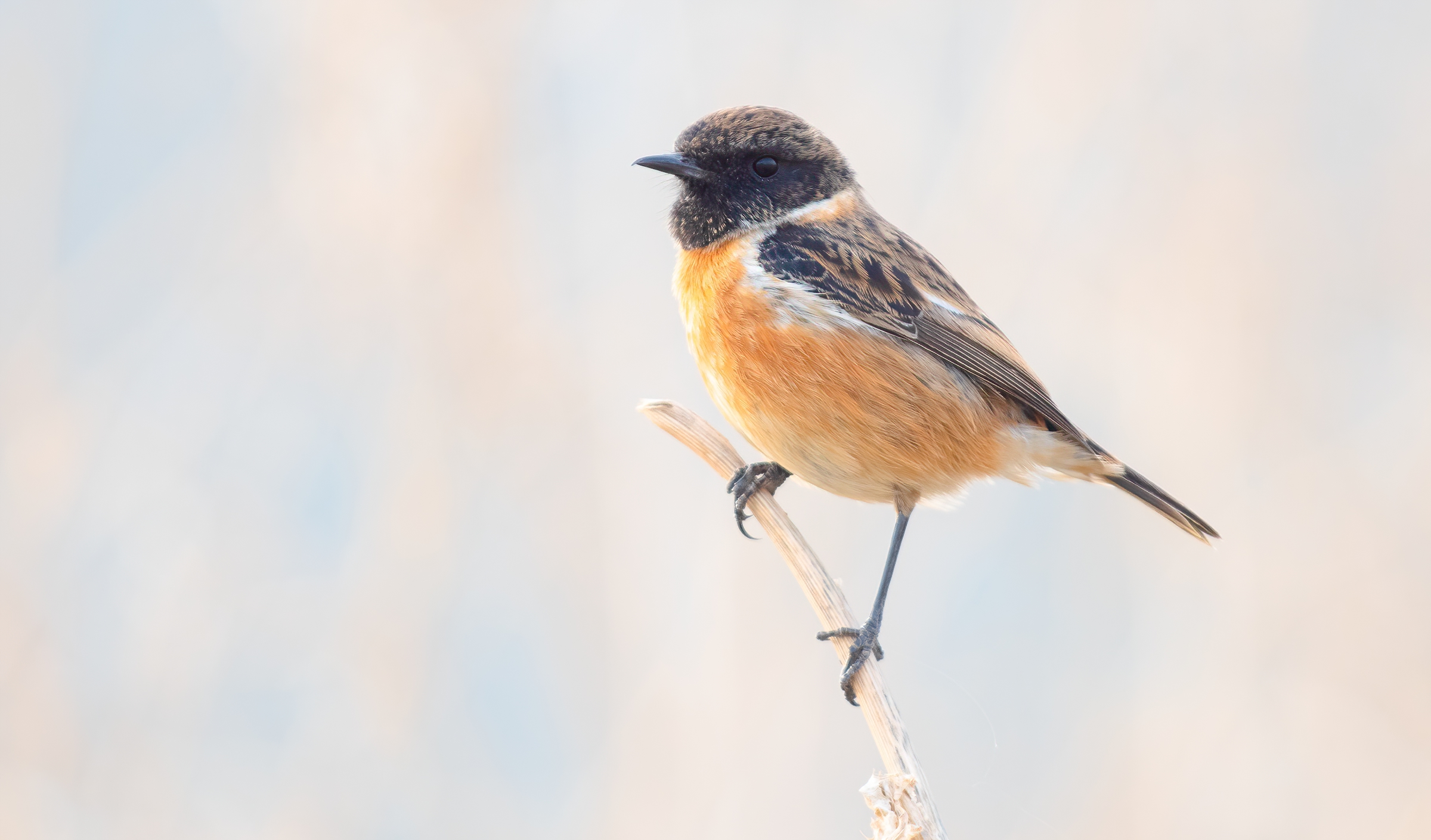 stonechat