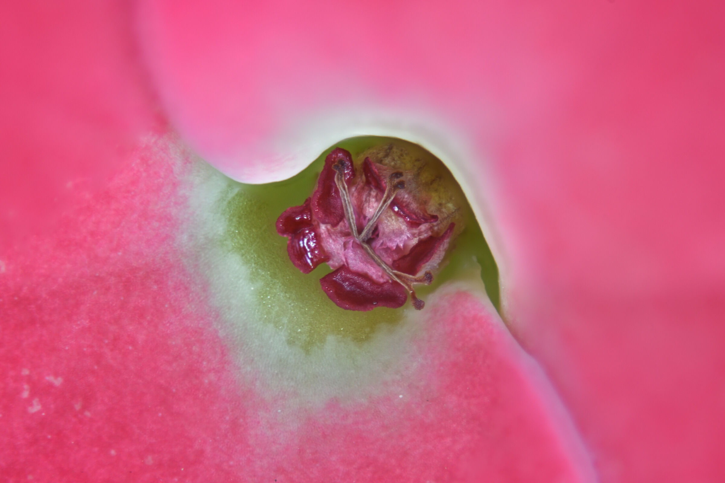 Thorn of Christ - Euphorbia Milii