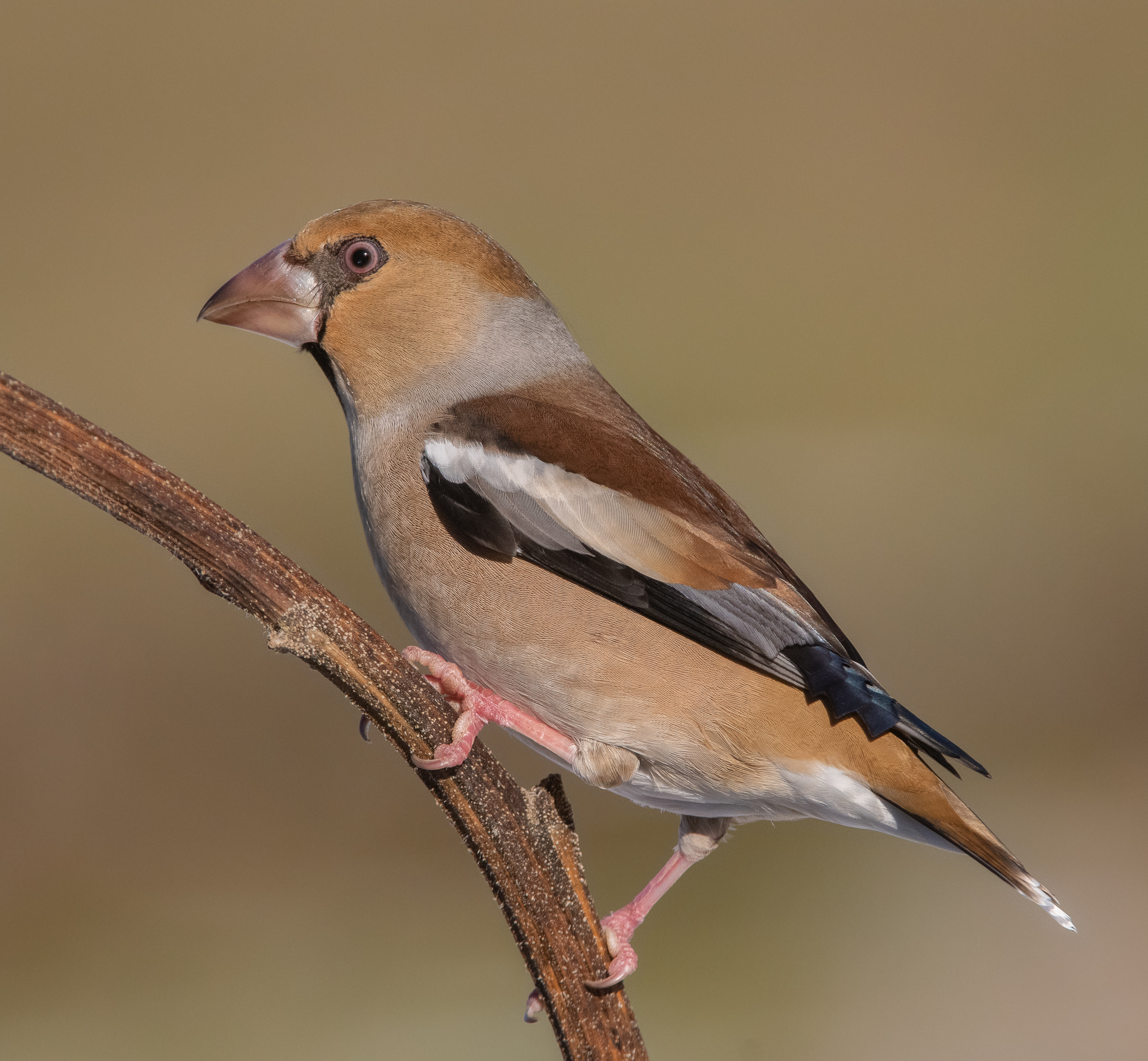 Schivo e timido Frosone