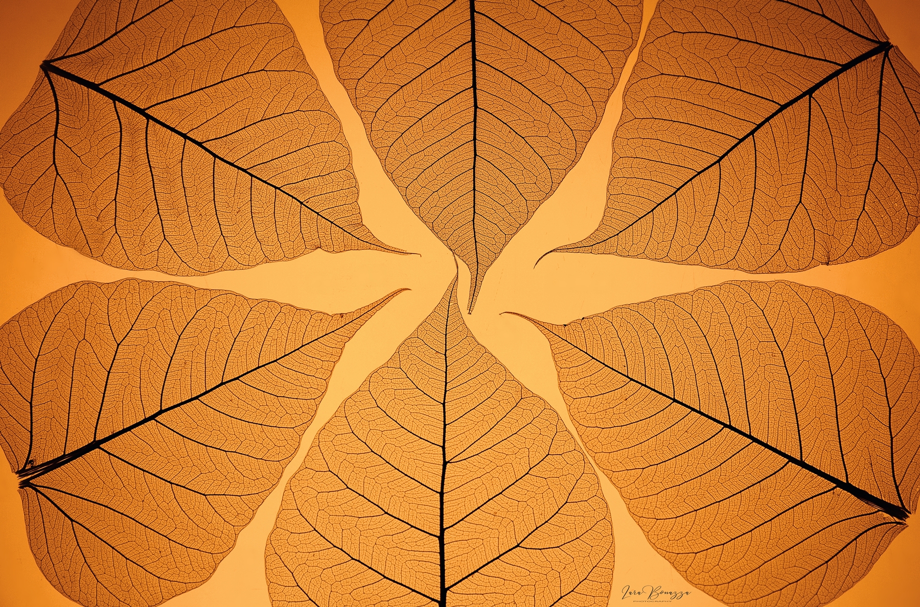 Harmony Leaf