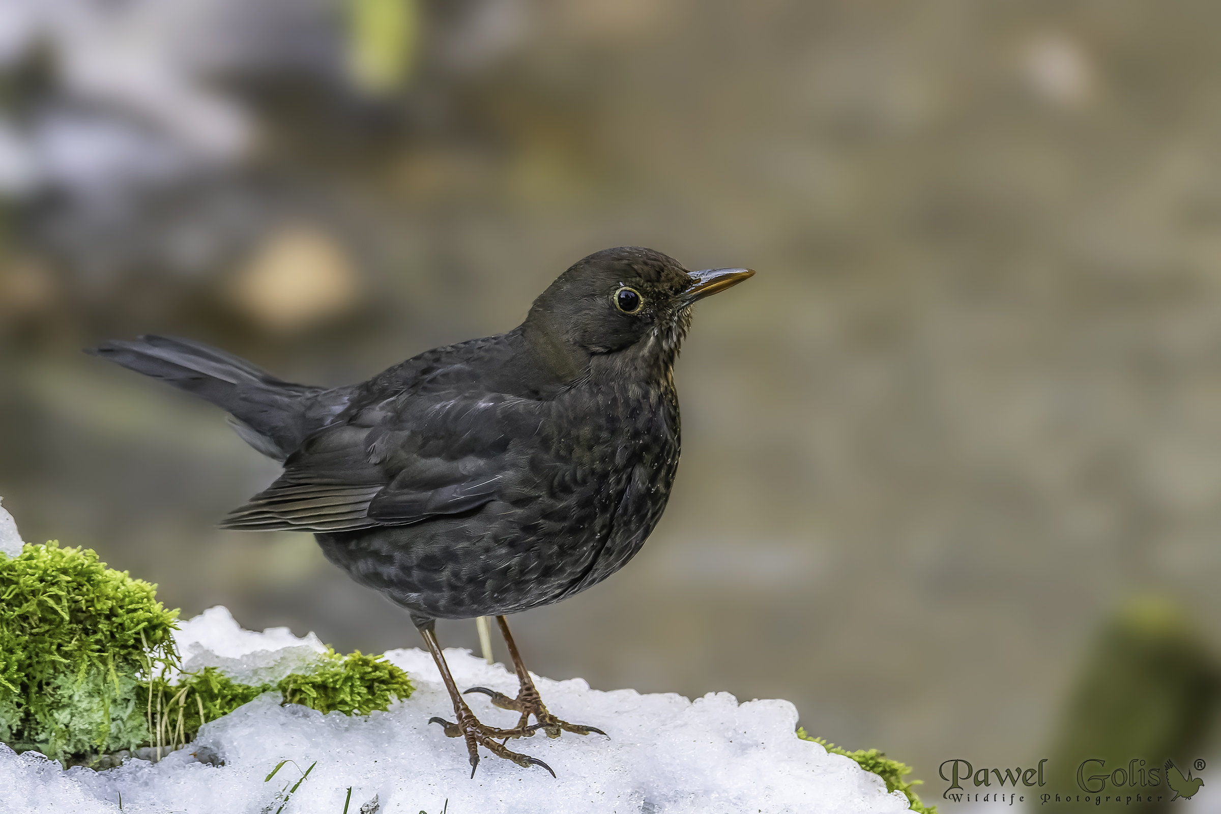 Merlo comune (Turdus merula)