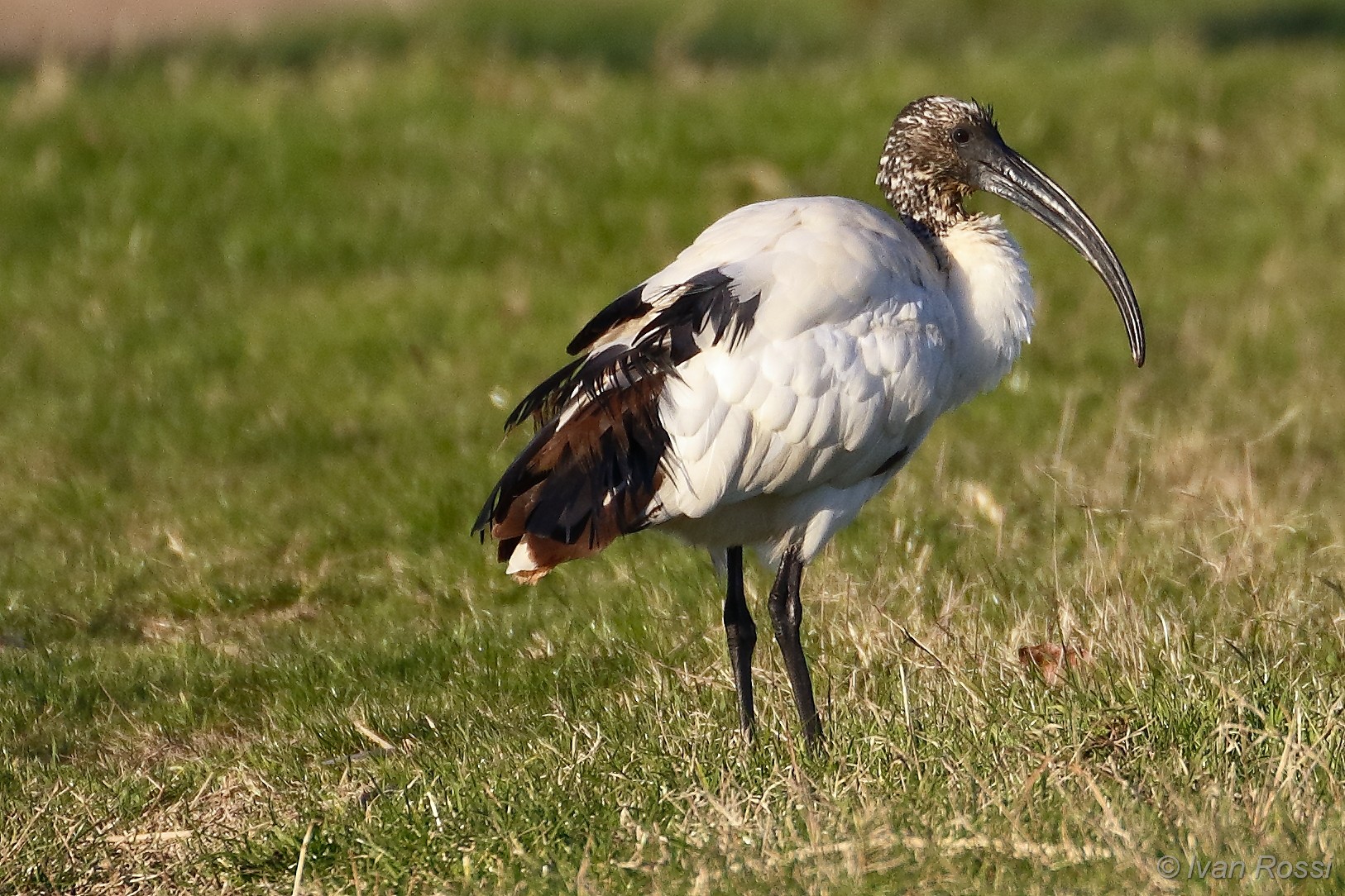 Sacred ibis