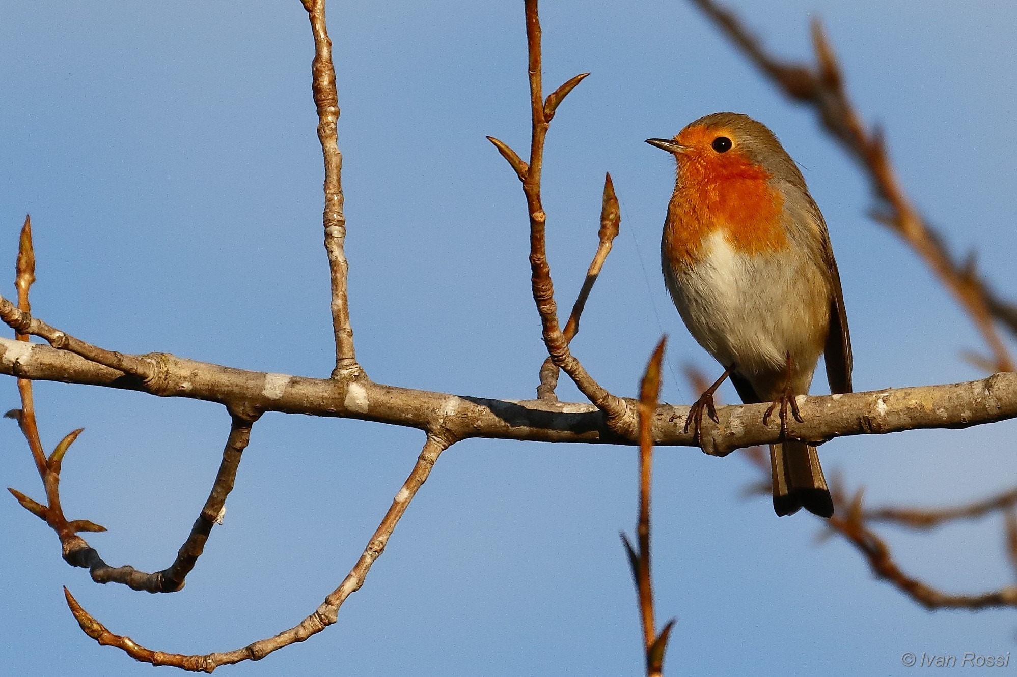 Robin