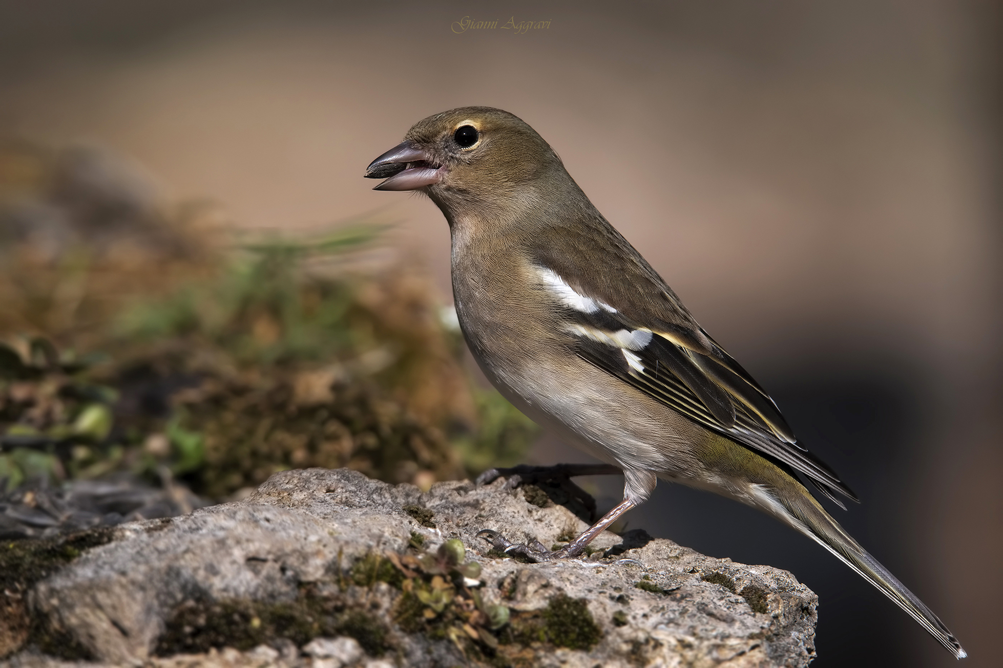 Female chaffinch