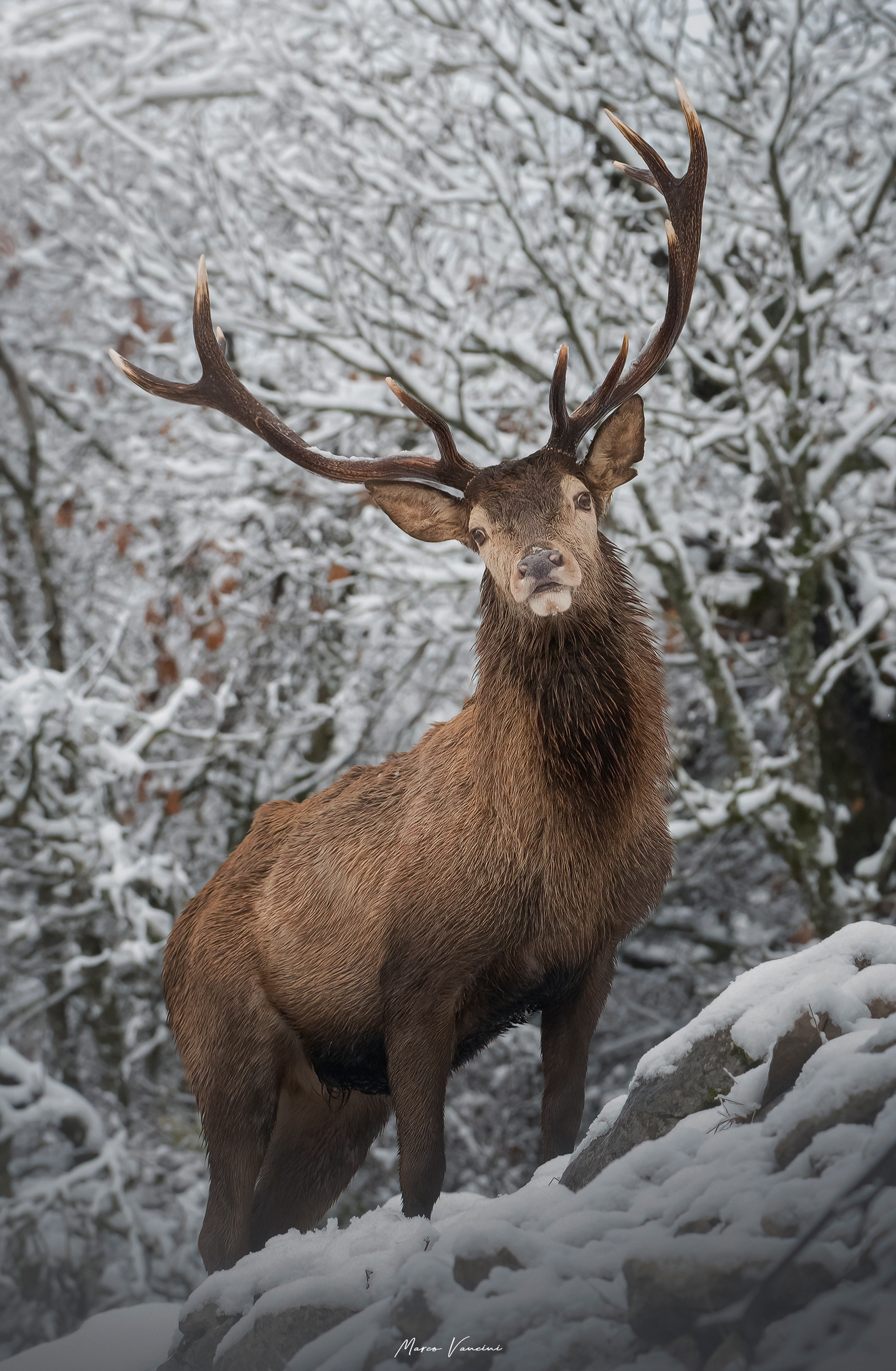Nei boschi innevati, il cervo nobile