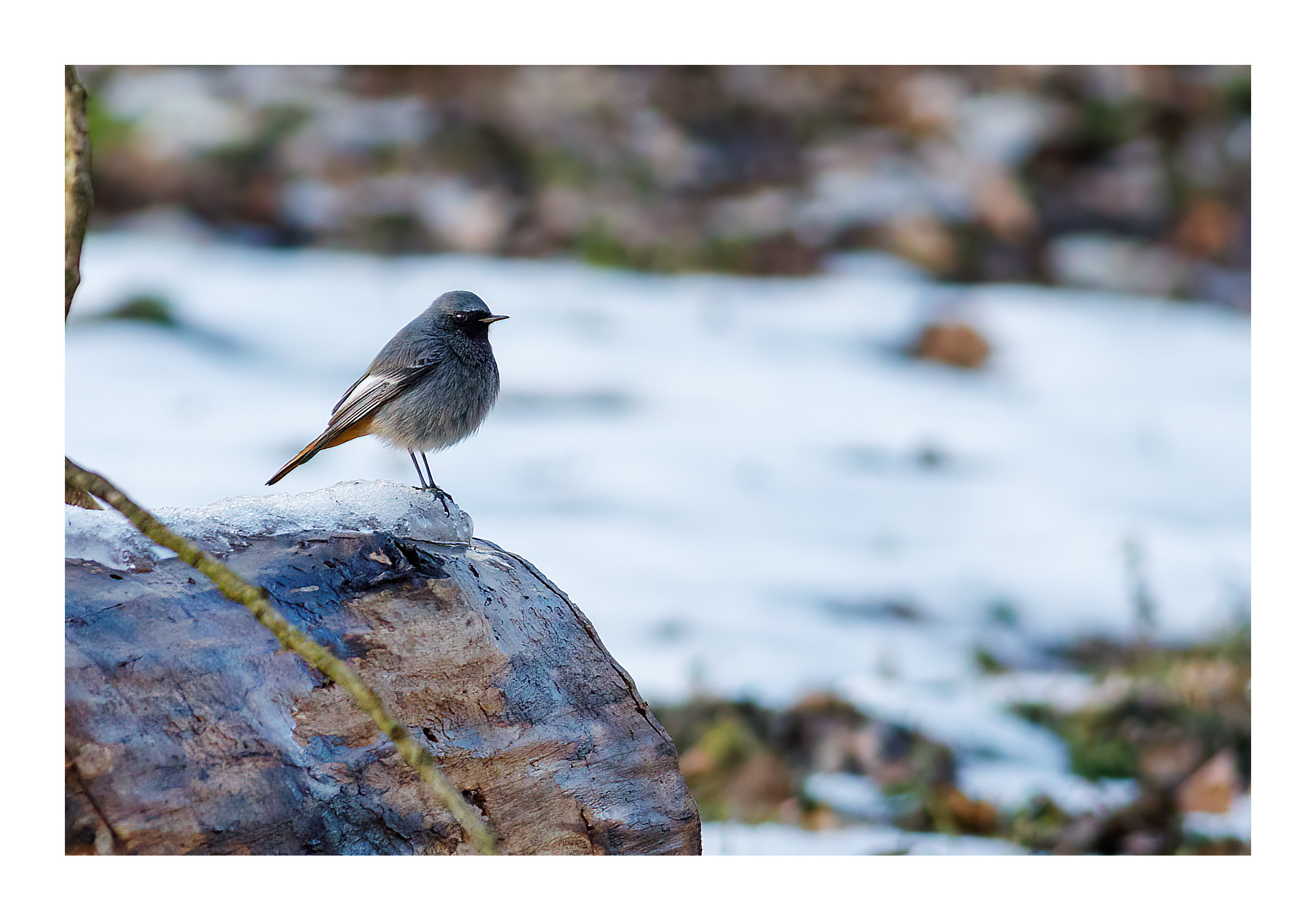 Black redstart