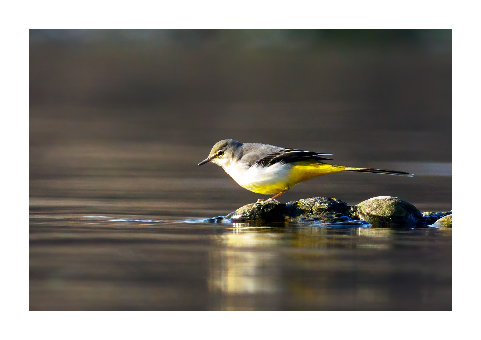 Grey wagtail