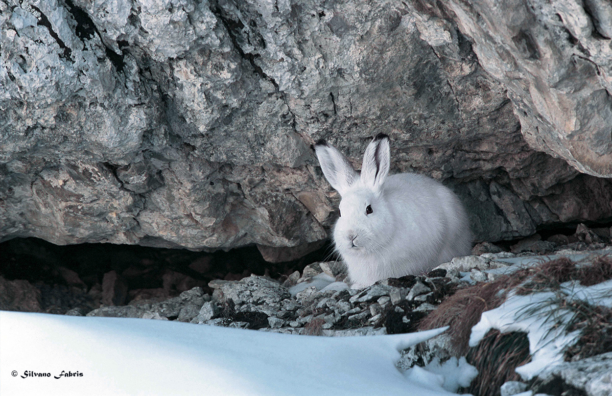 Lepus timidus