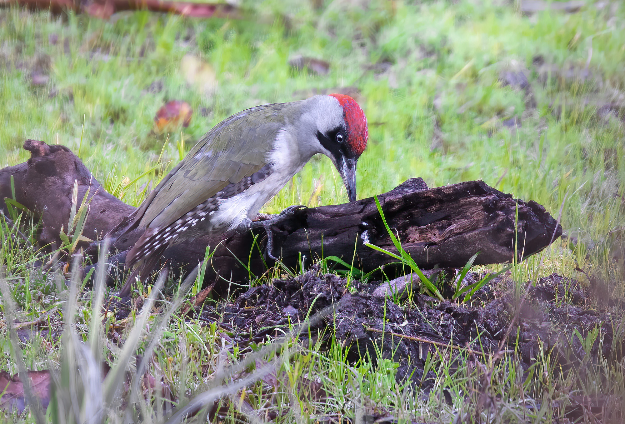 Green woodpecker (Picus virdis) female