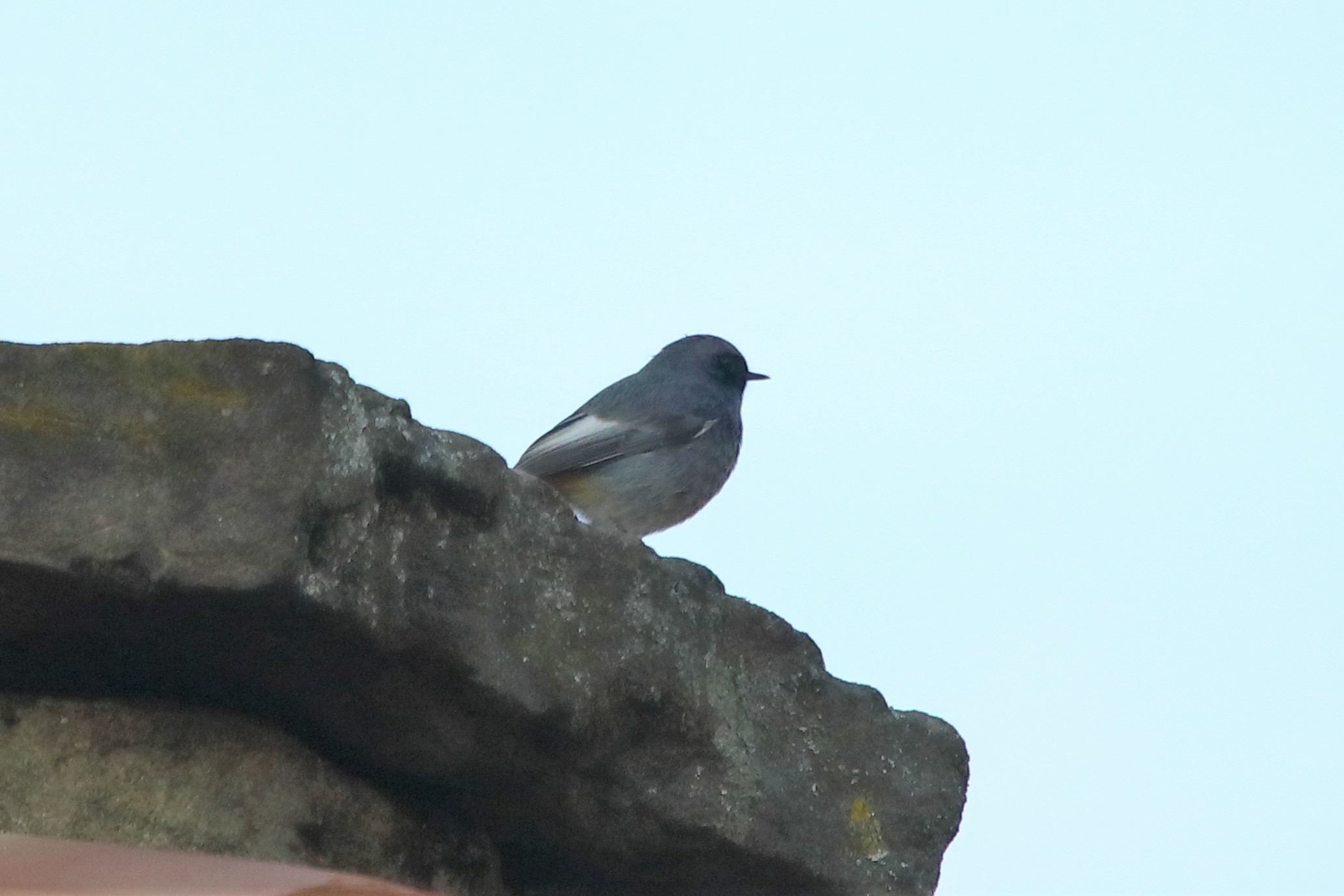 Redstart