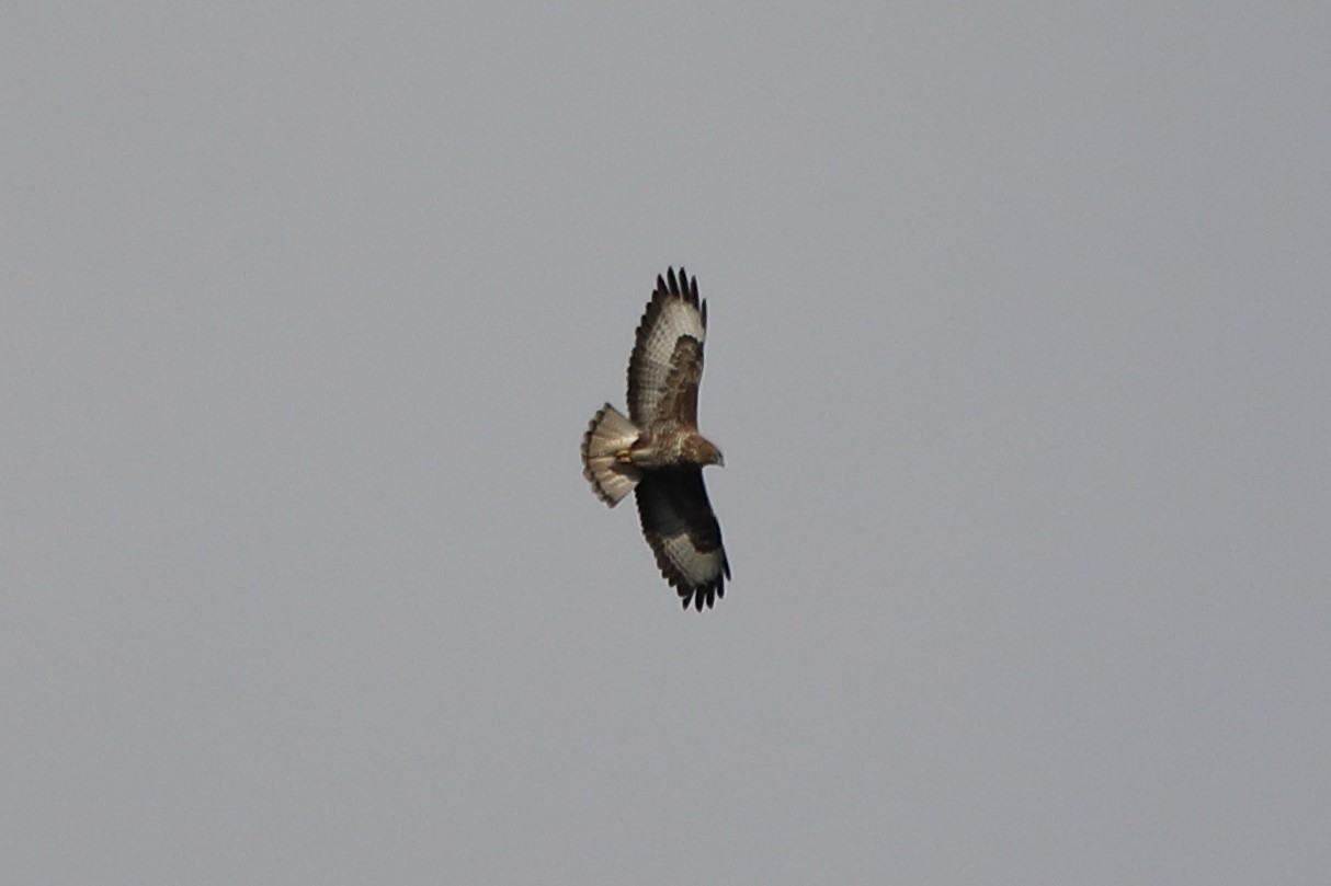 Buzzard