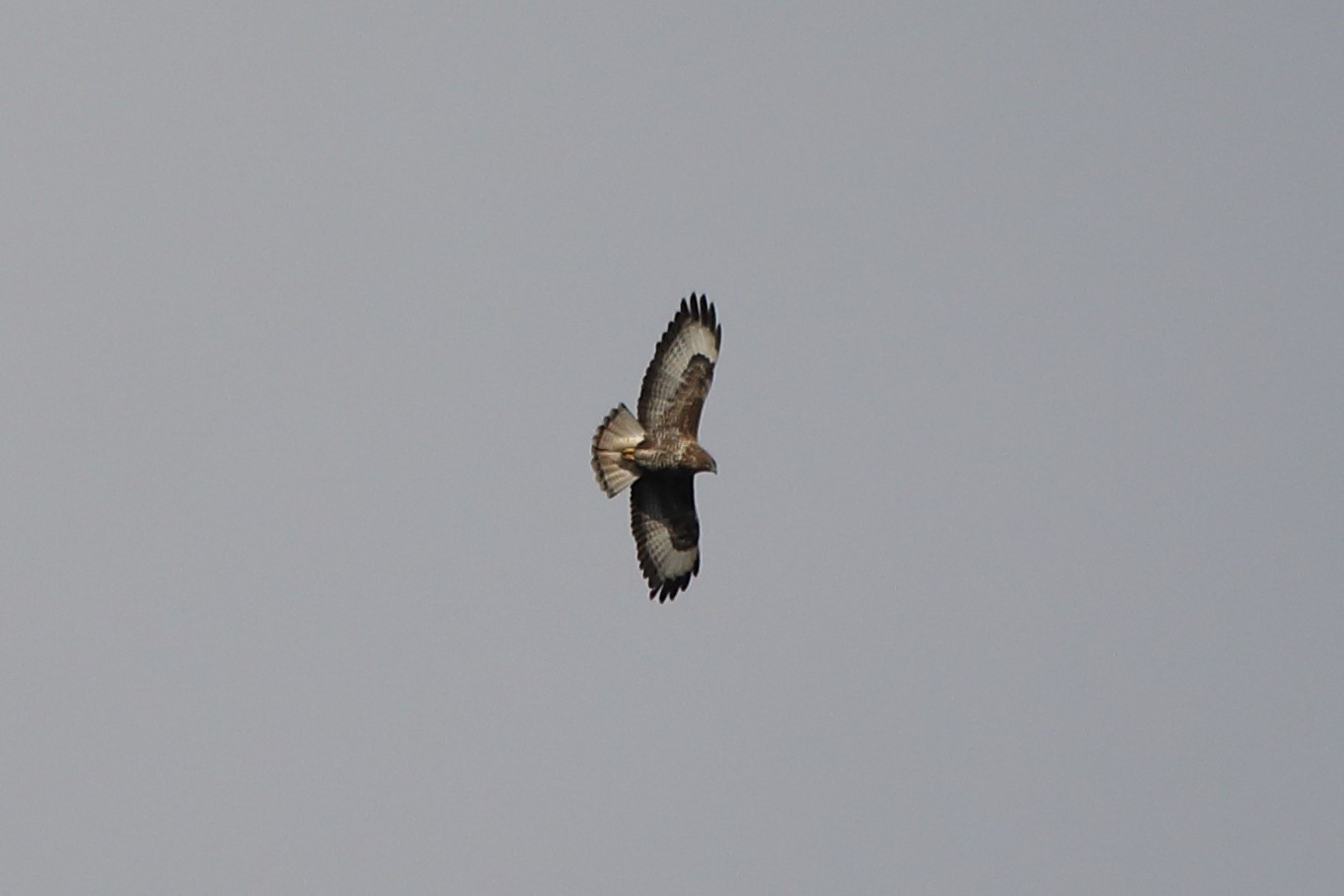 Buzzard
