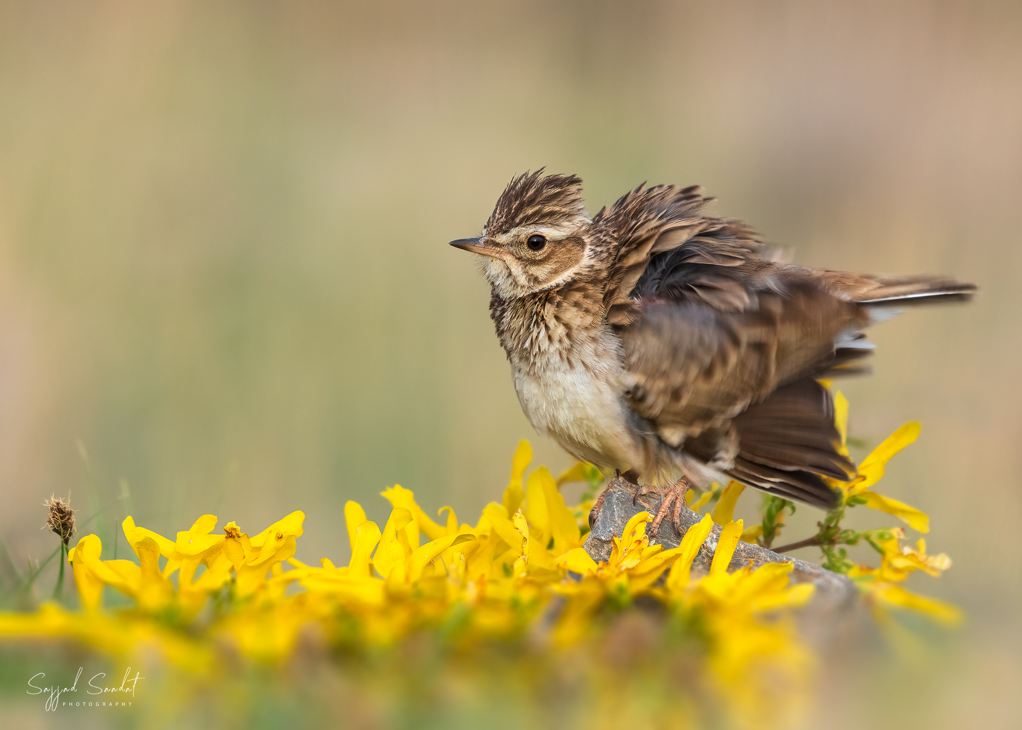 WoodLark