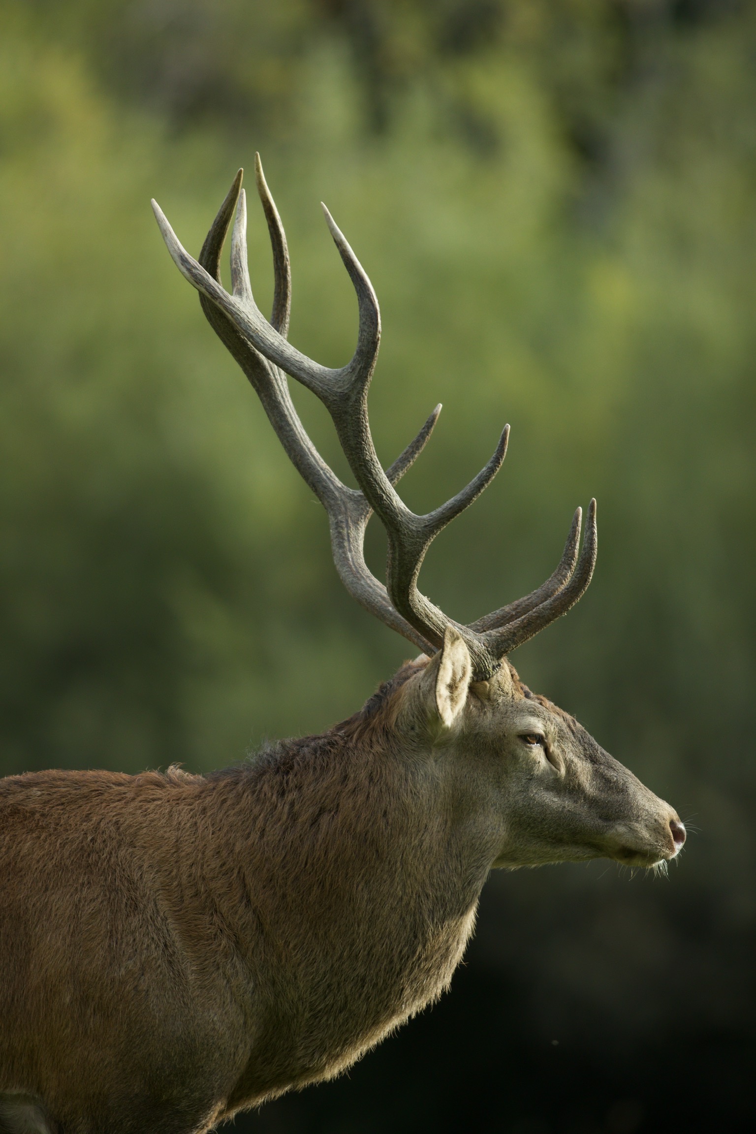 Deer 1