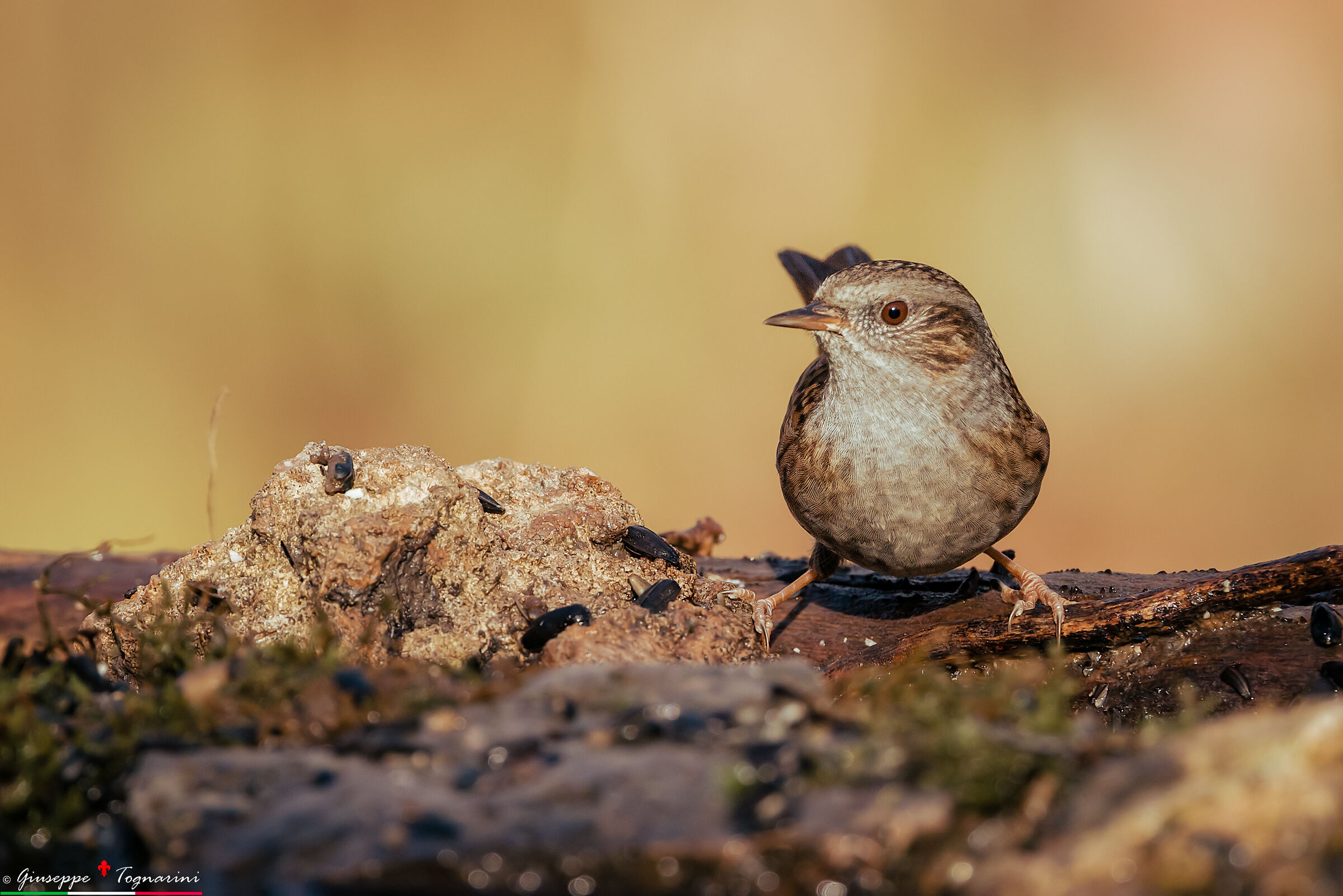 Dunnock