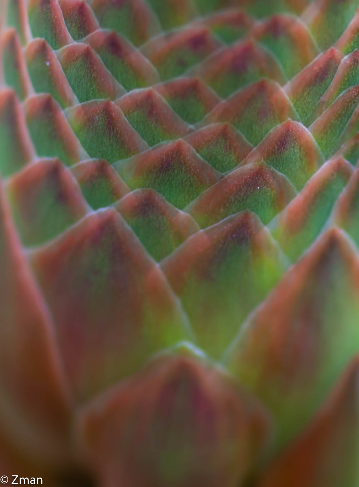 Aluvera Flower Detail