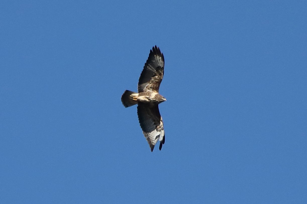 buzzard