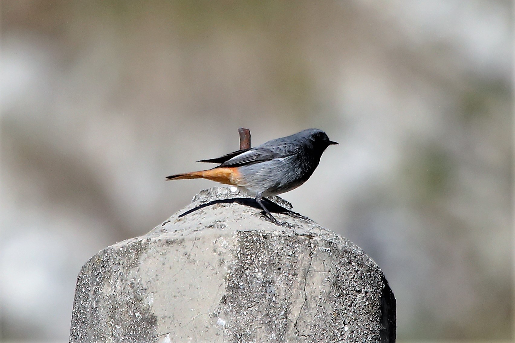 Redstart