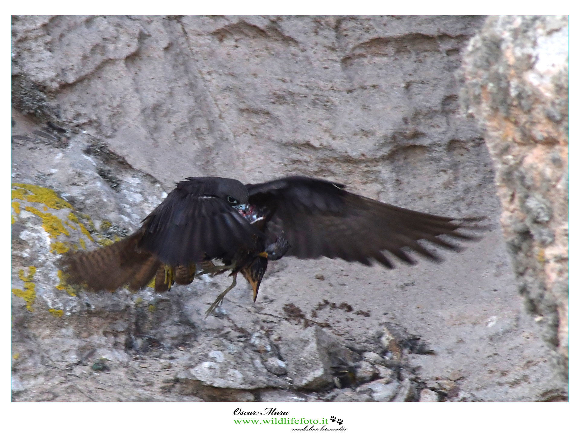 Falco Eleonorae con Voltolino