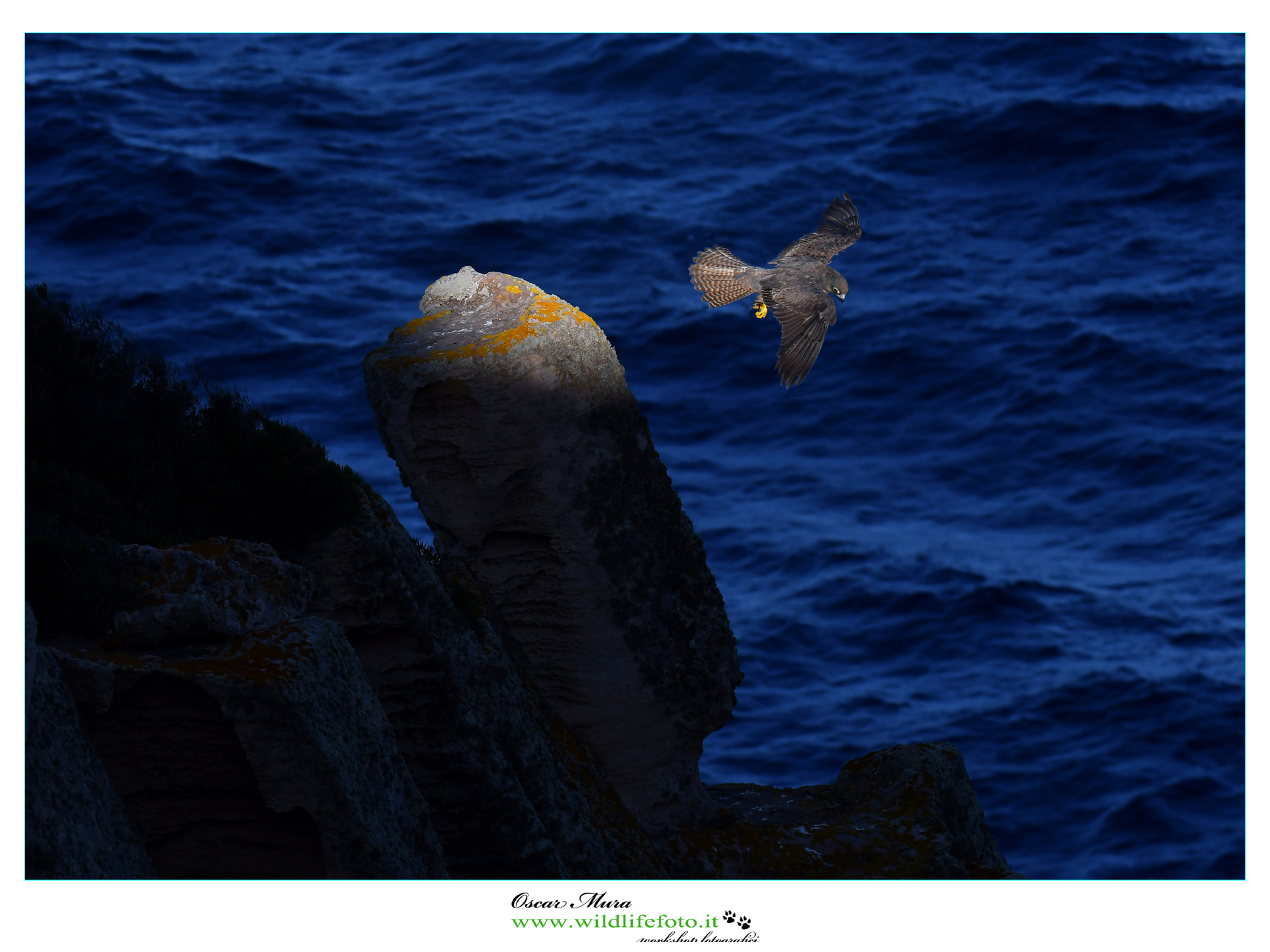 Falco Eleonorae e la lama di luce