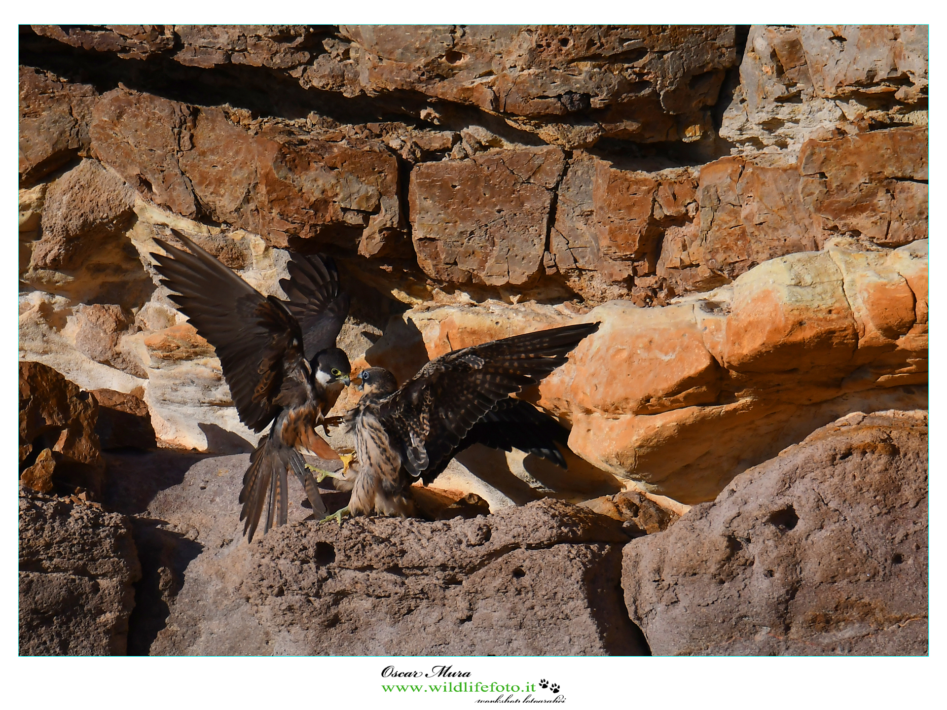 Falco Eleonorae maschio e immaturo disputa territoriale