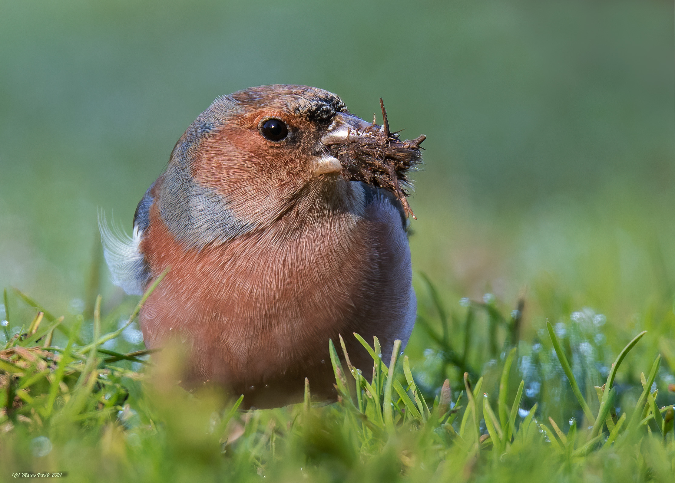 Chaffinch (fringilla) male