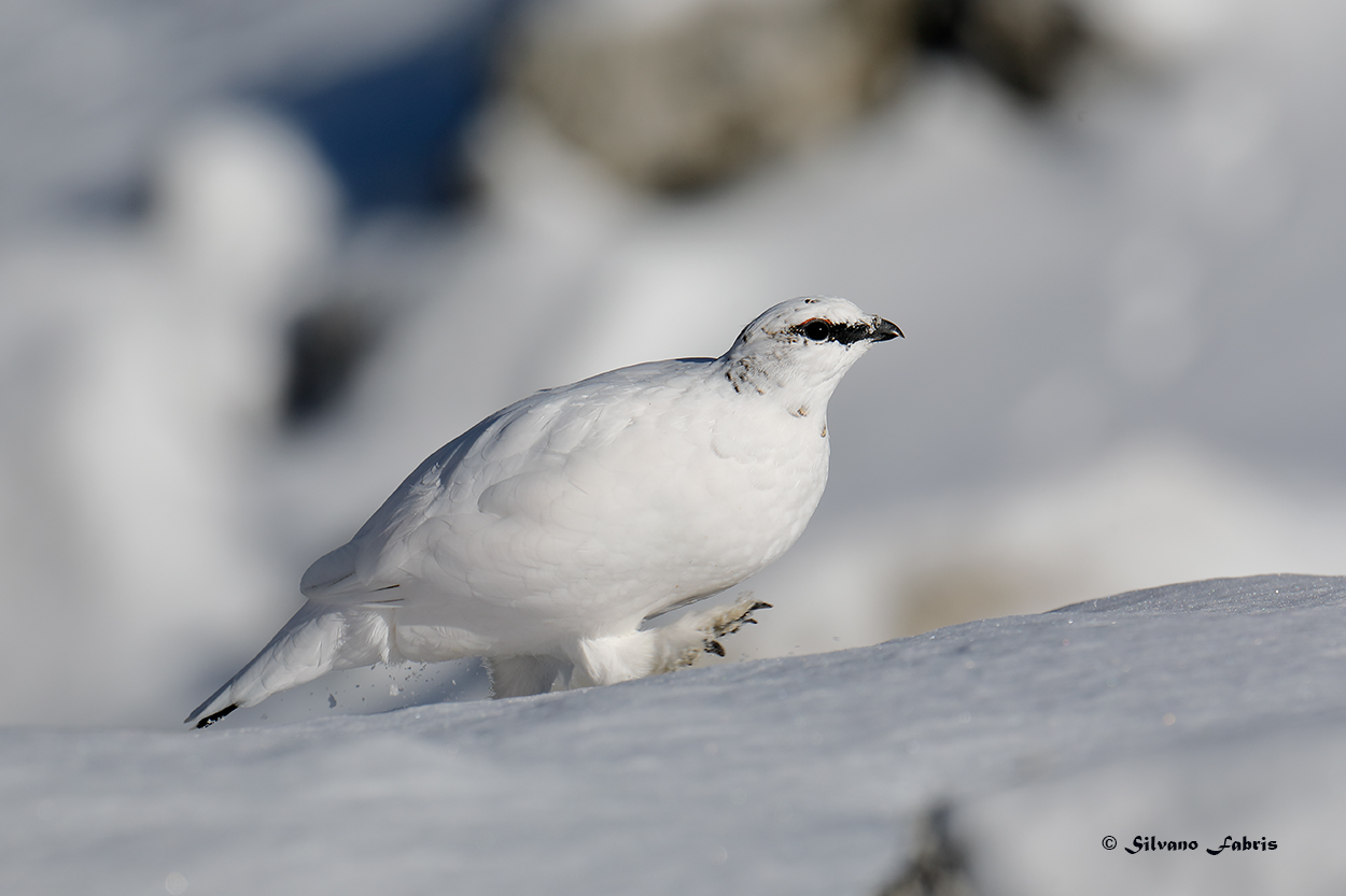 Ptarmigan