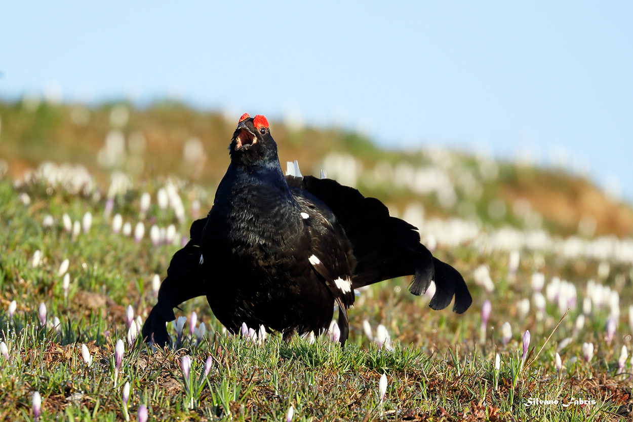 Black grouse