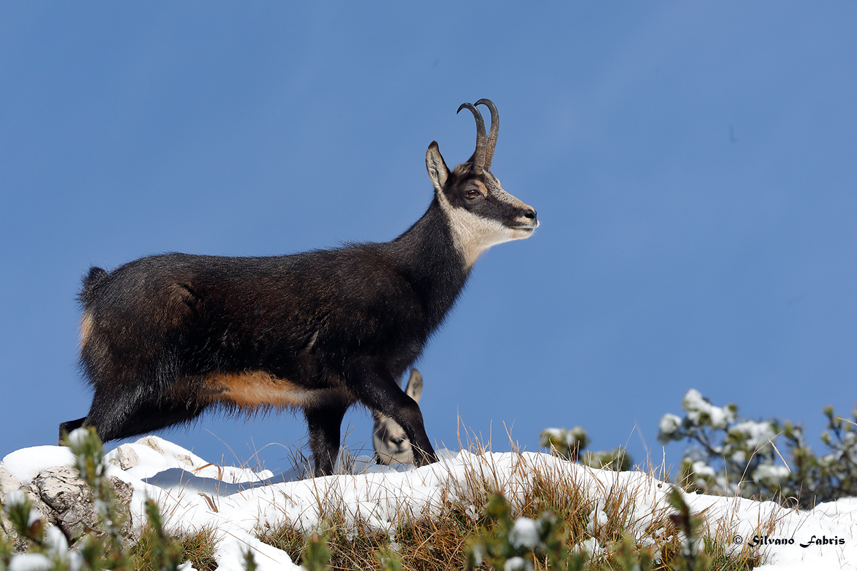 Chamois