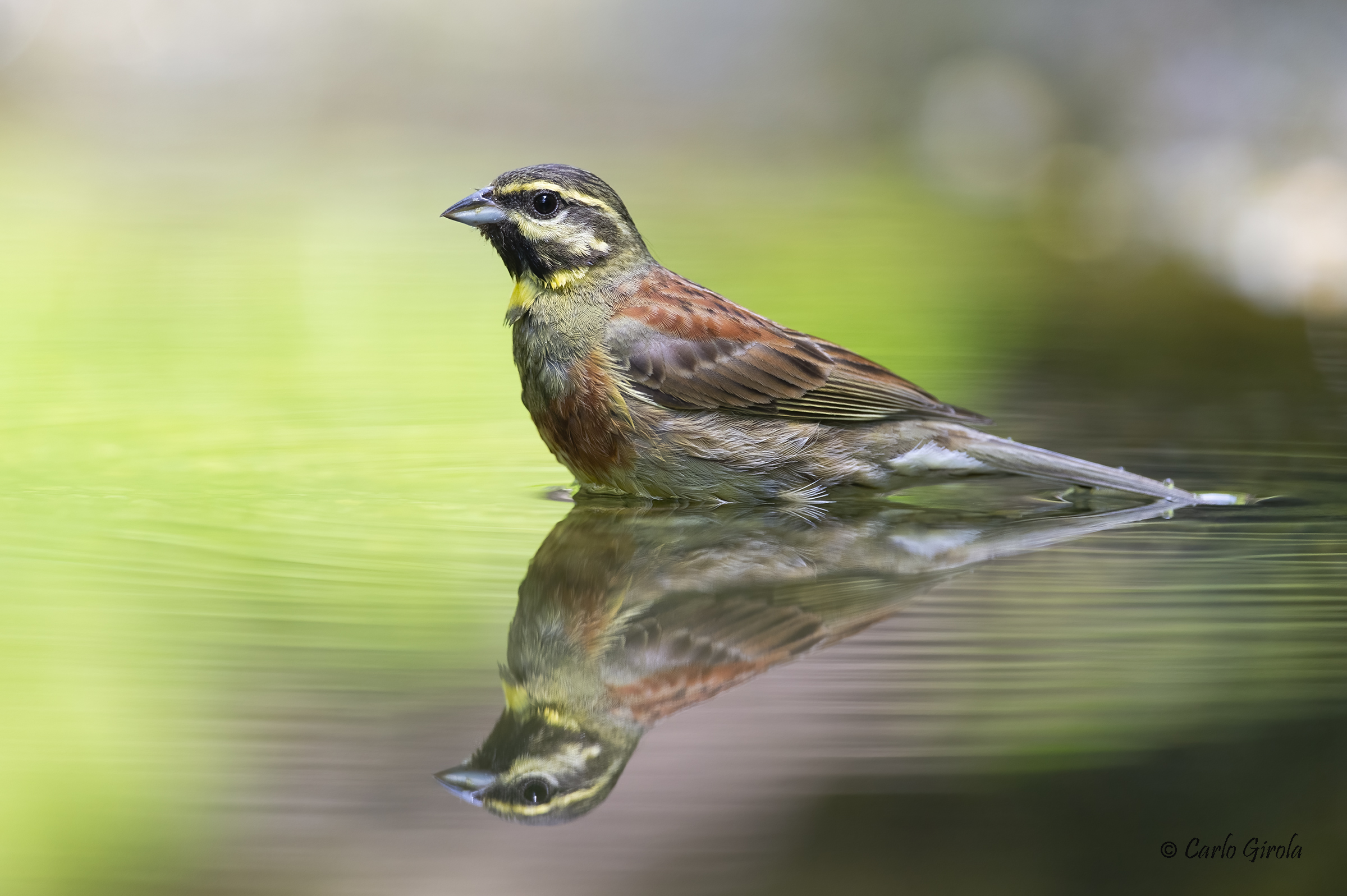 Zigolo nero (Emberiza cirlus)