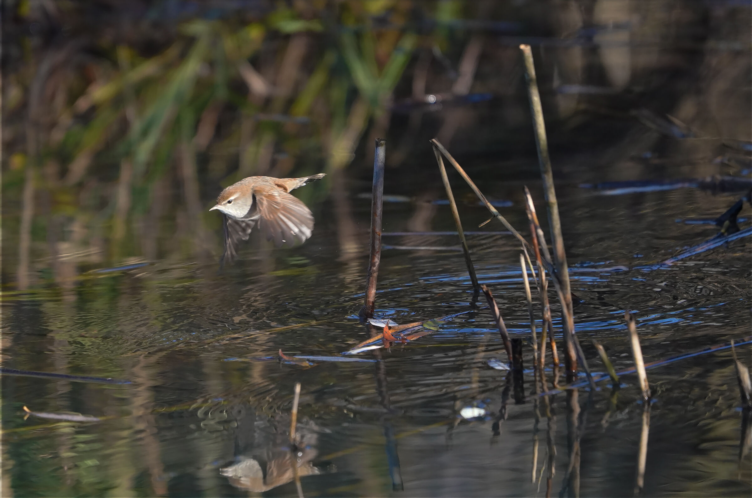 il volo dell usignolo