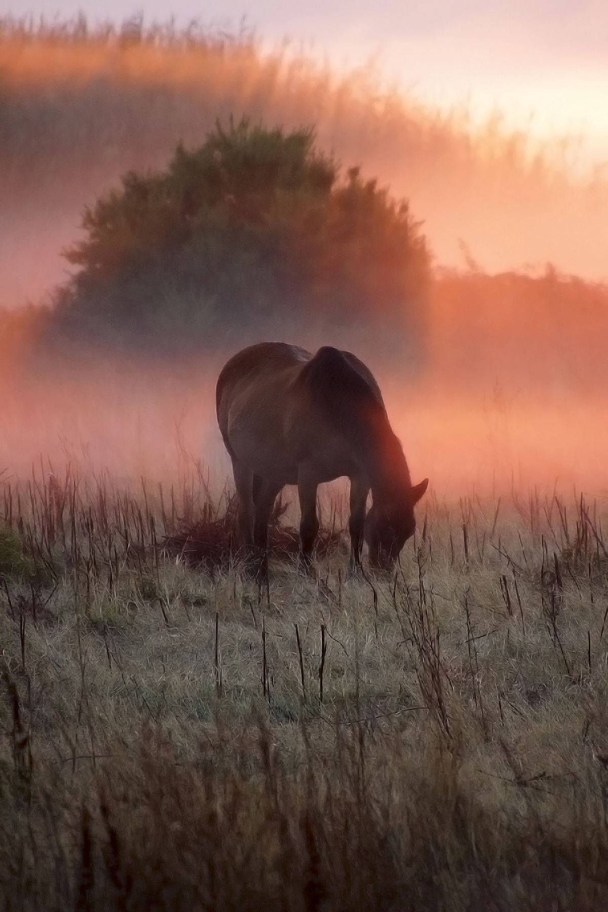 Horse at dawn - Macinaggio - Corsica