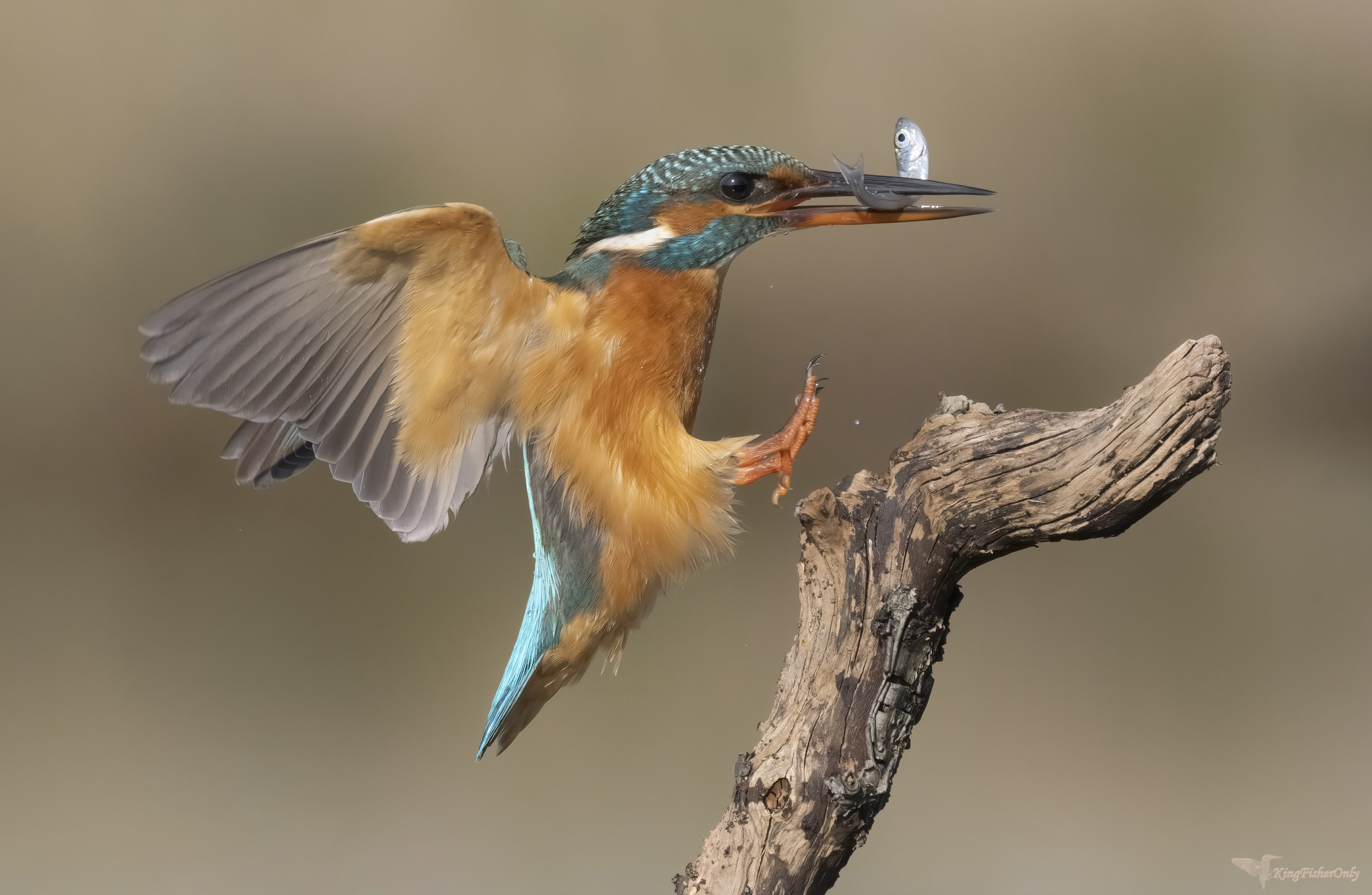 Kingfisher