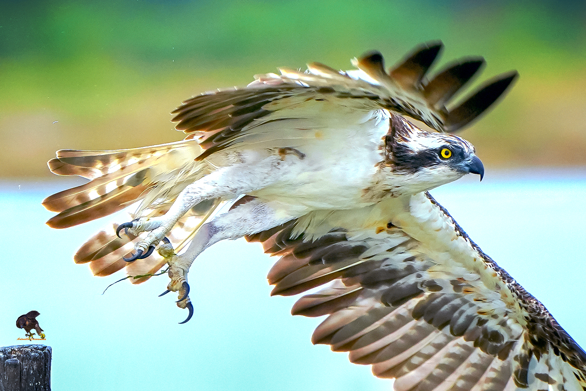 Falco Pescatore
